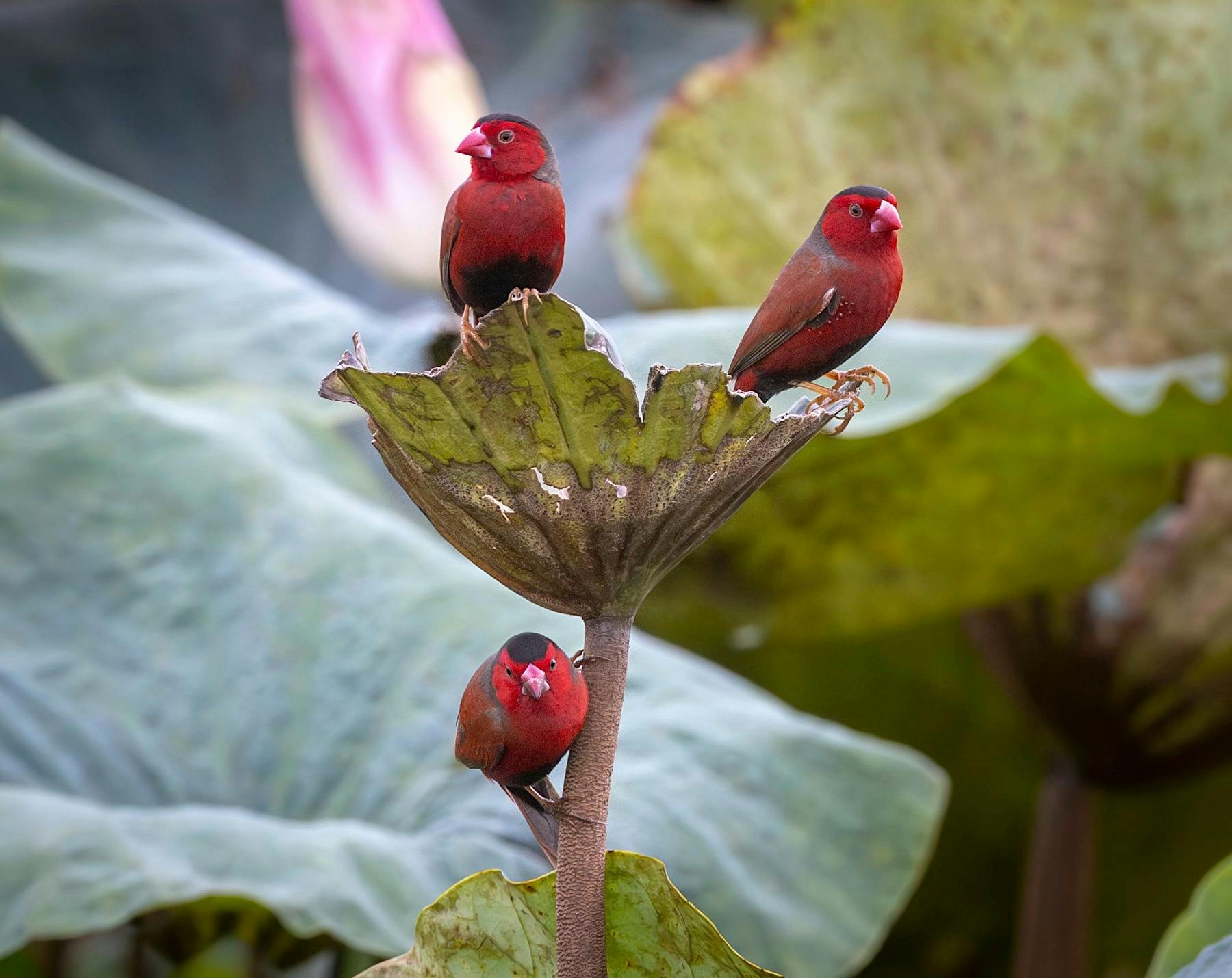 Crimson finches, Neochmia phaeton, on lotus lily, Nelumbo nucifera, at Fogg Dam, Northern Territory
