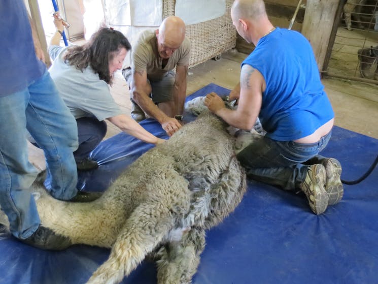 Shearing alpaca
