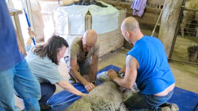 Shearing alpaca