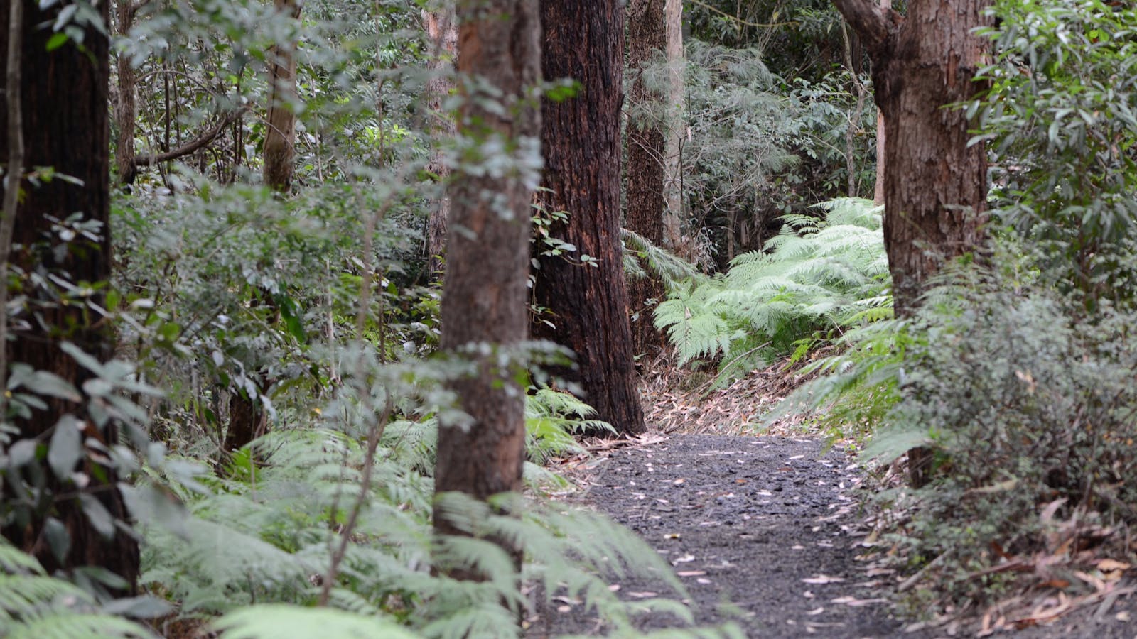 Illawarra Grevillea Park Botanic Garden