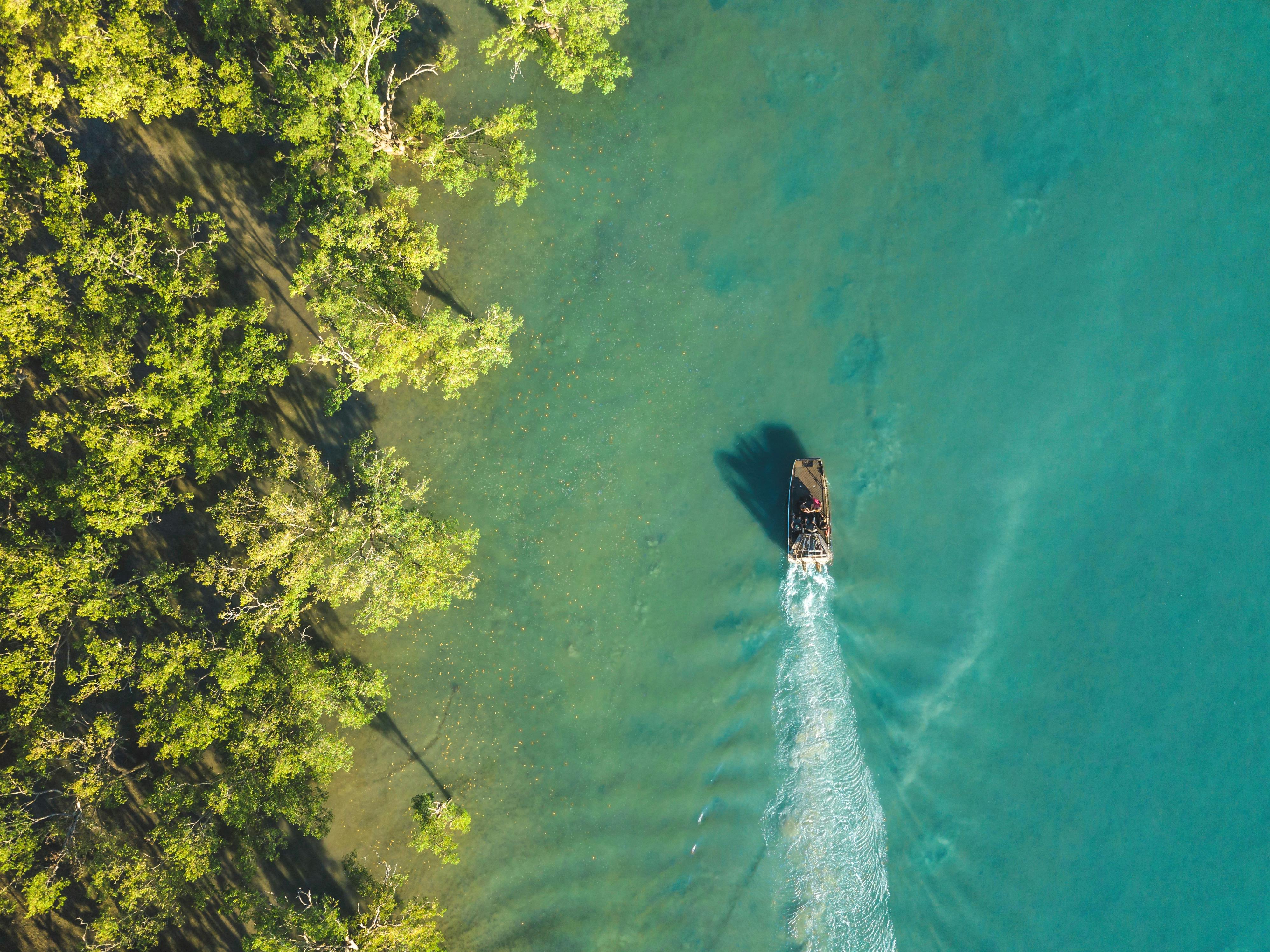 The city's mangroves