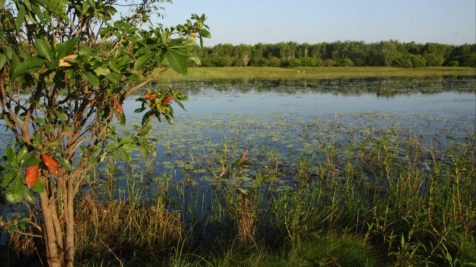 Bubba Wetlands Walk