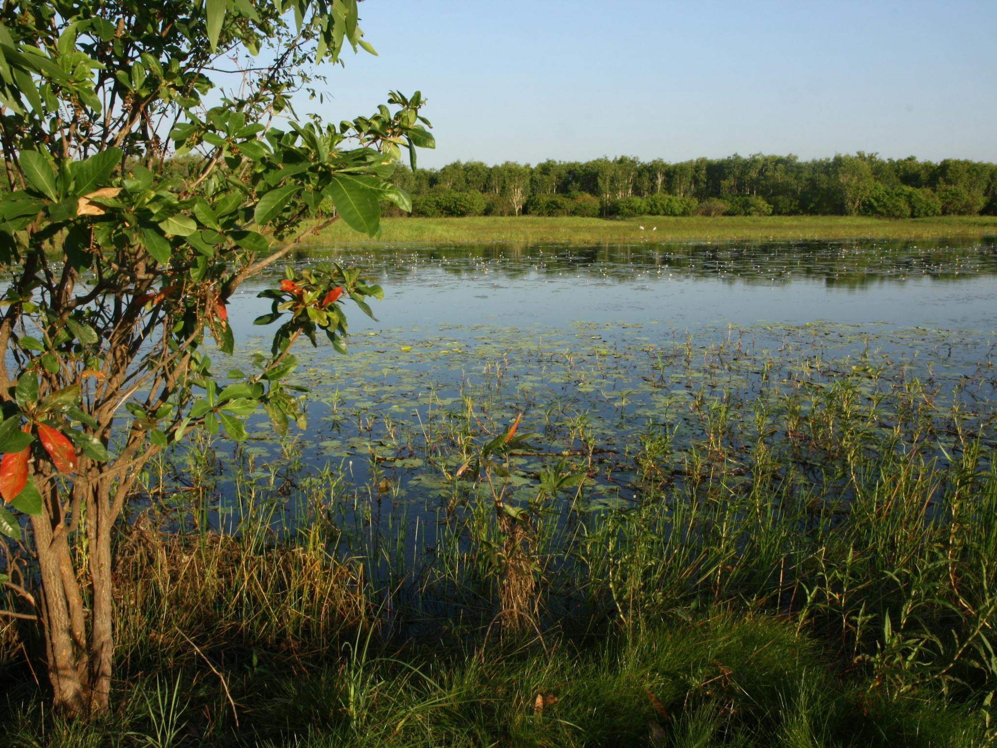 Bubba wetlands walk