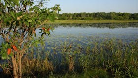 Bubba Wetlands Walk