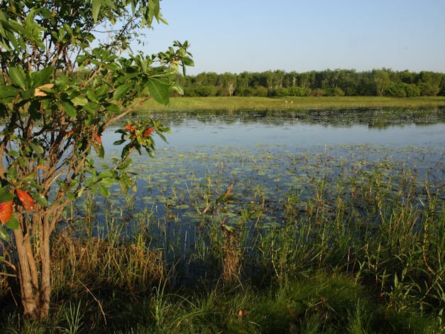 Bubba Wetlands Walk