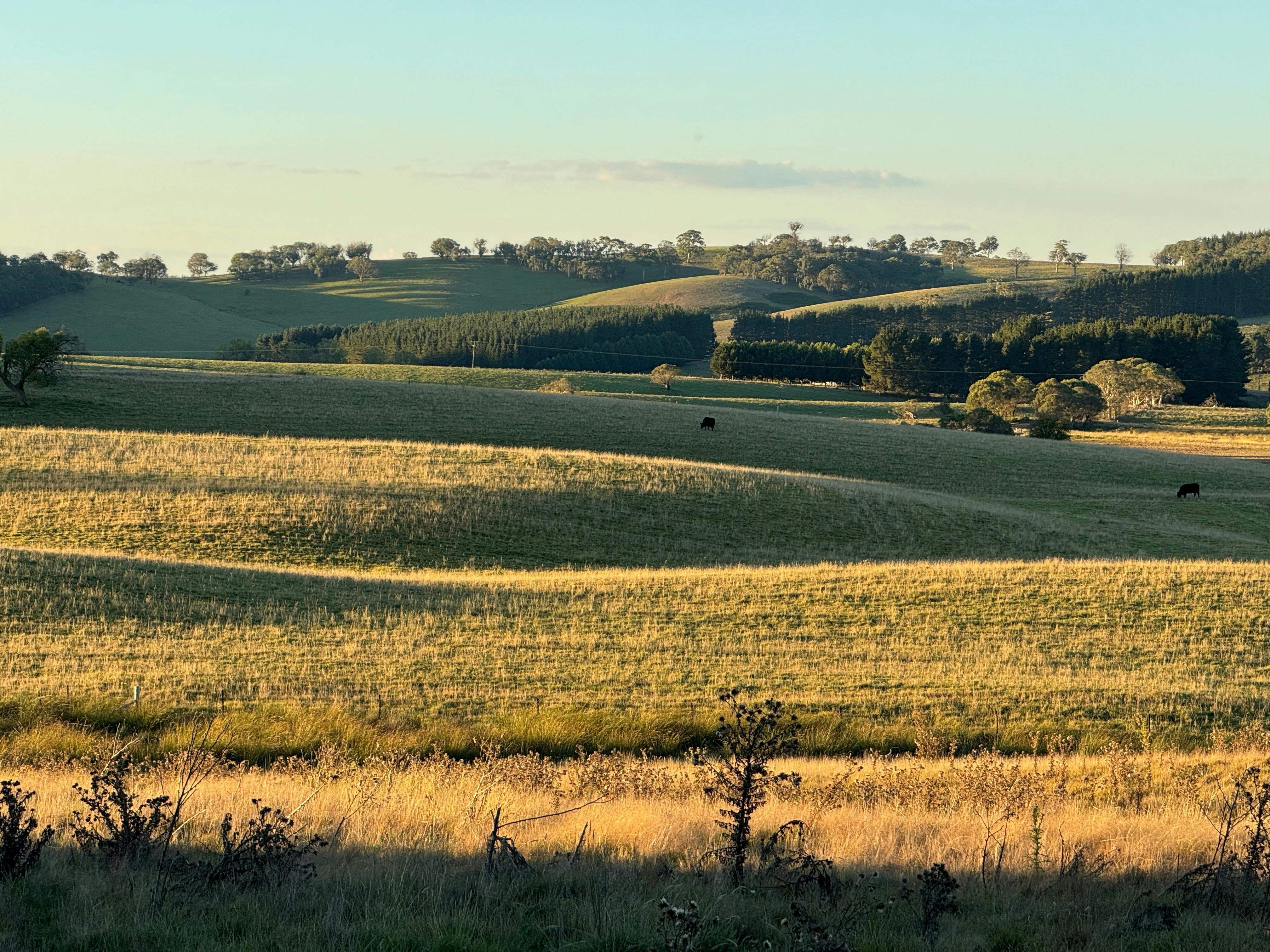 View of gently rolling farmland and trees in evening light.