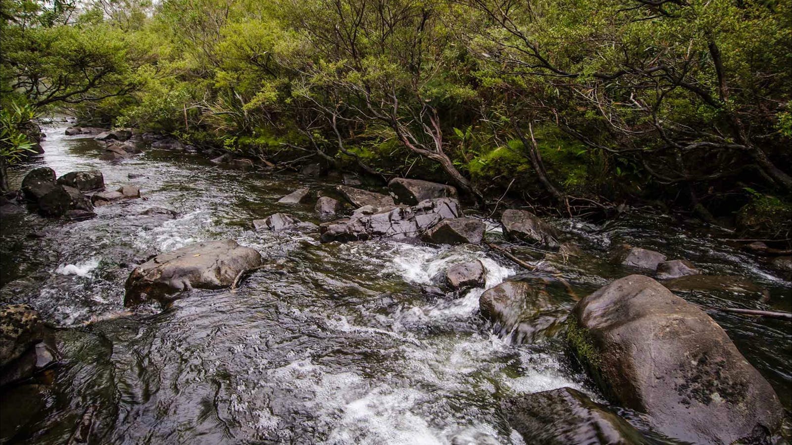 Gloucester River walking track