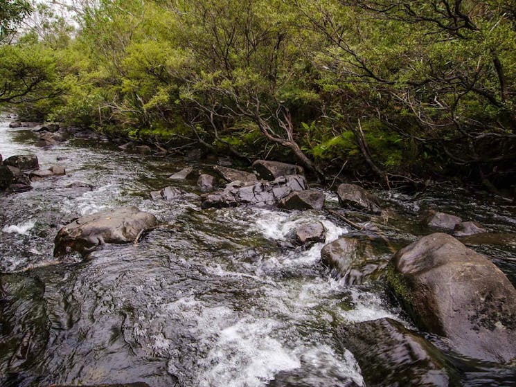 Gloucester River walking track