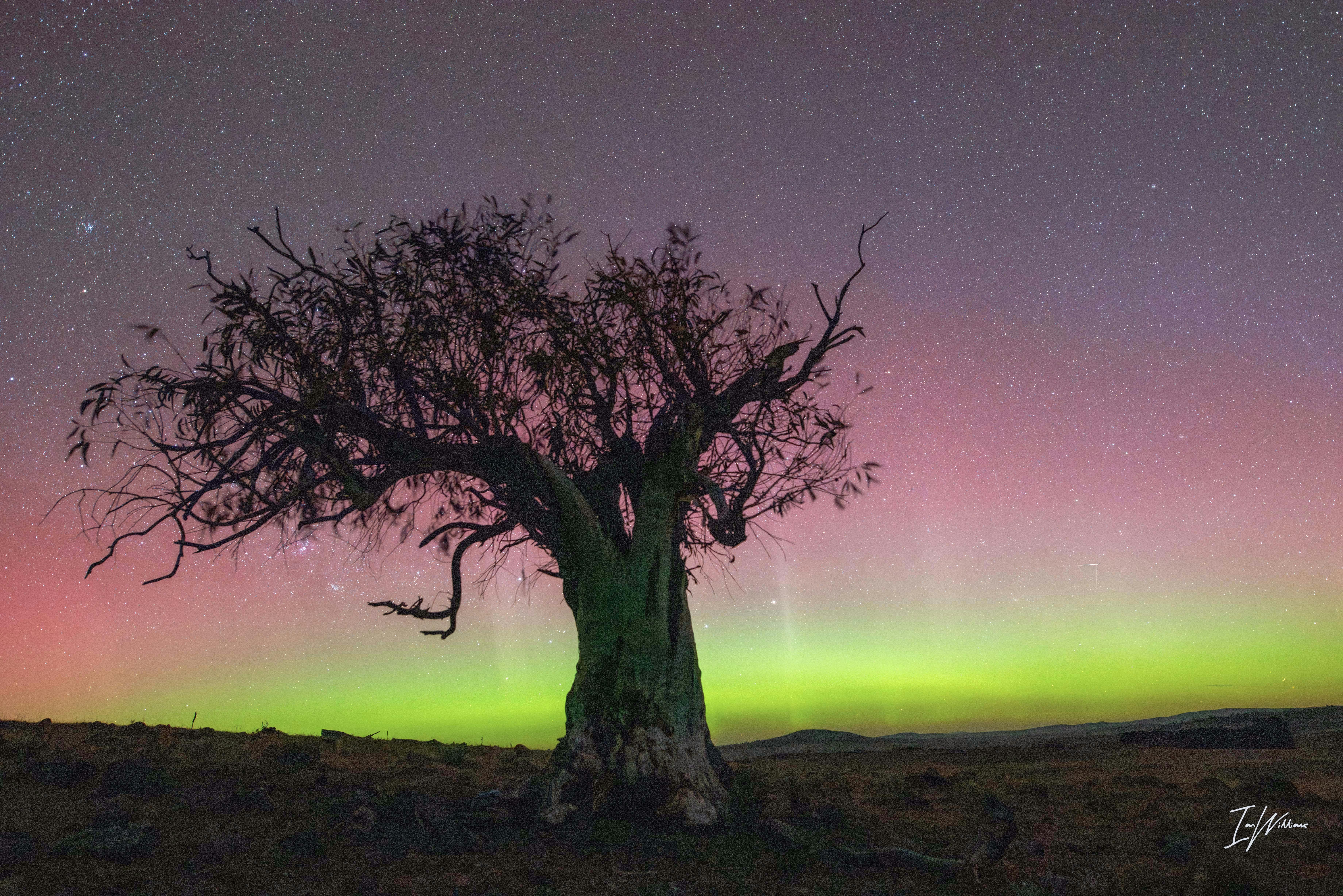 A vivid yellow and red aurora behind a gum tree