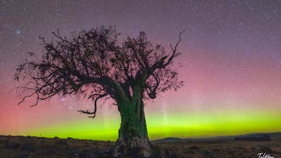 A vivid yellow and red aurora behind a gum tree