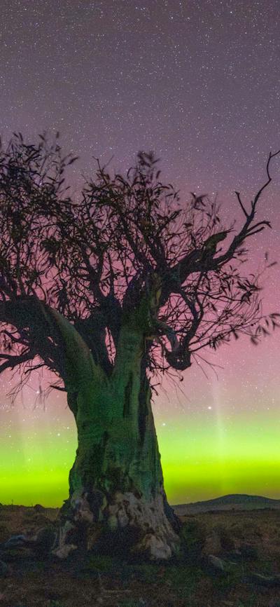 A vivid yellow and red aurora behind a gum tree