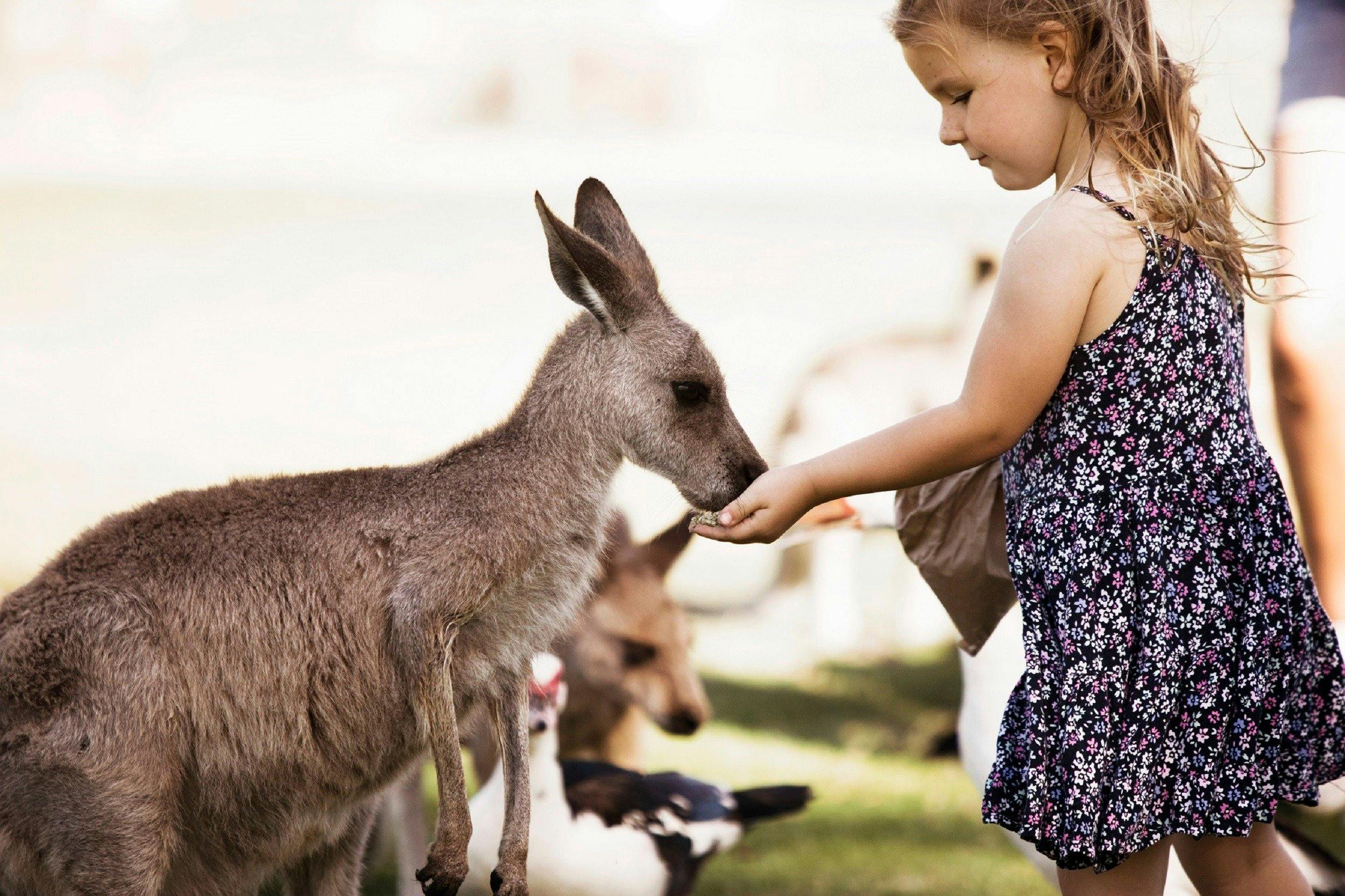 Young girl in a floral dress with animal feed in her hand feeding a Free Range Kangaroo at the park