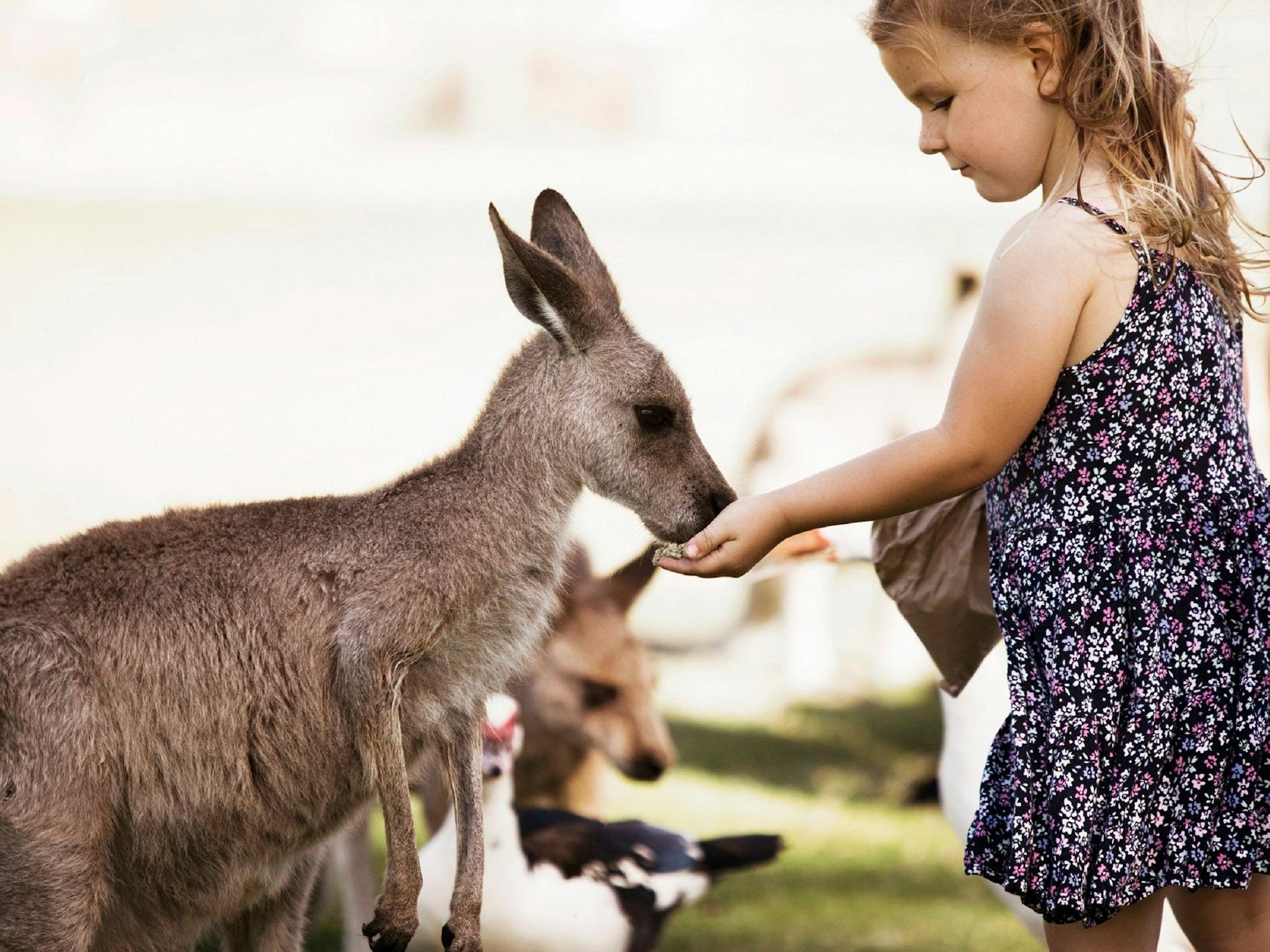 Young girl in a floral dress with animal feed in her hand feeding a Free Range Kangaroo at the park