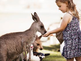 Feeding Free Range Kangaroo
