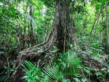 Large buttressed tree stands in lush rainforest.