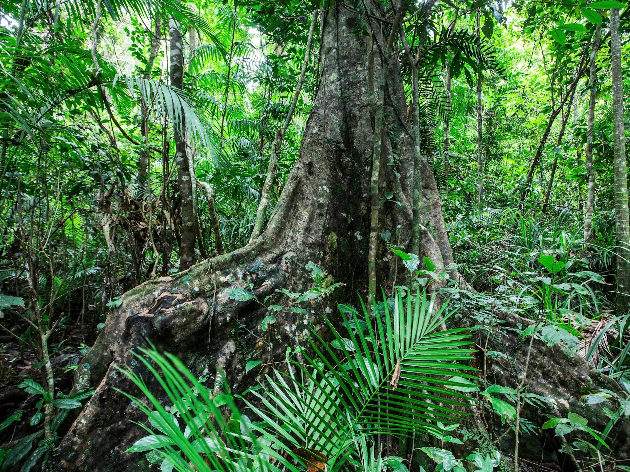 Large buttressed tree stands in lush rainforest. Large buttressed tree stands in lush rainforest.