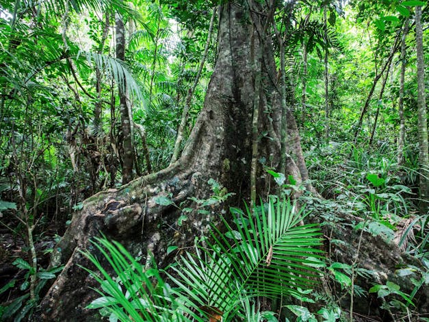 Djiru National Park