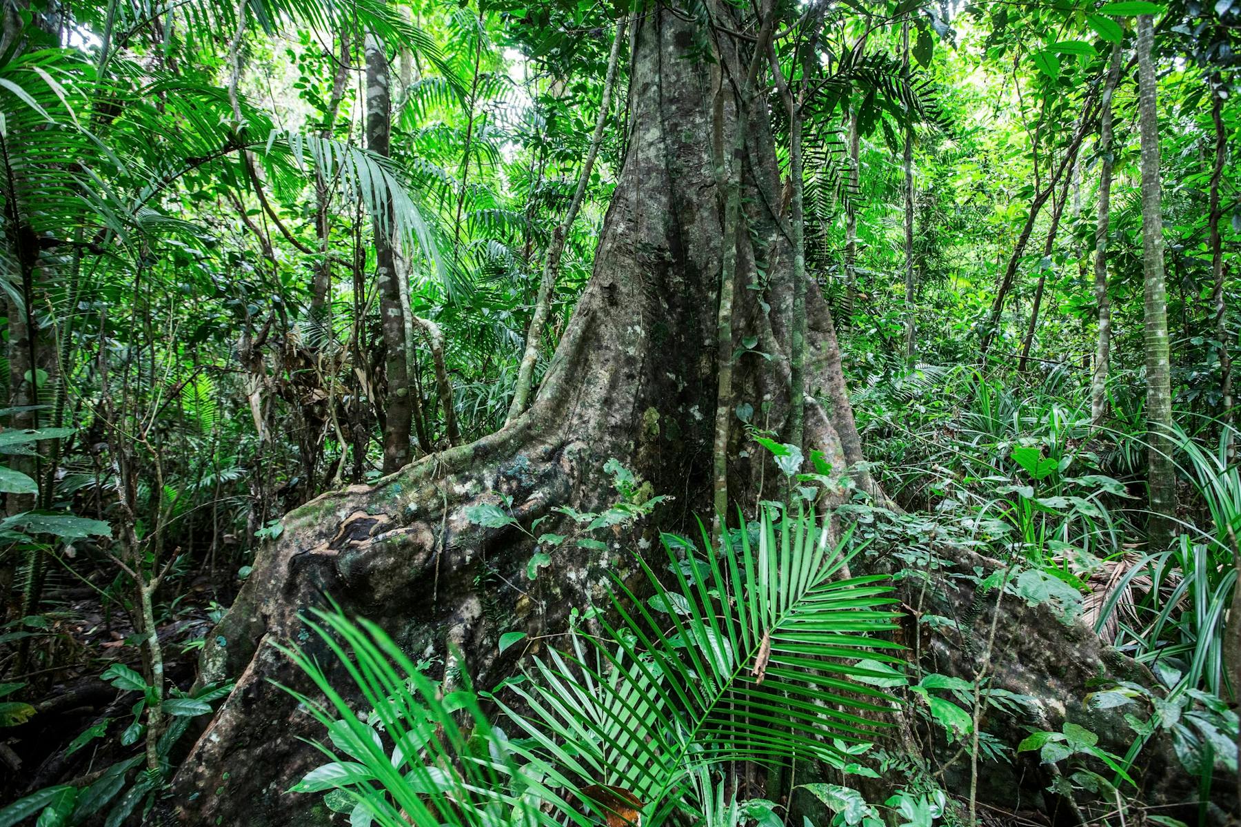 Large buttressed tree stands in lush rainforest.