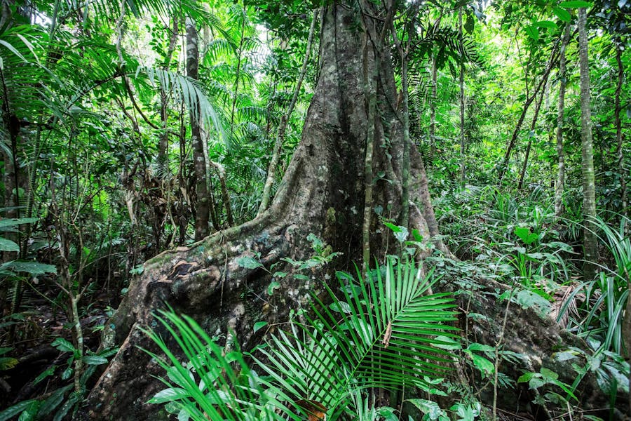 Djiru National Park | Cairns & Great Barrier Reef