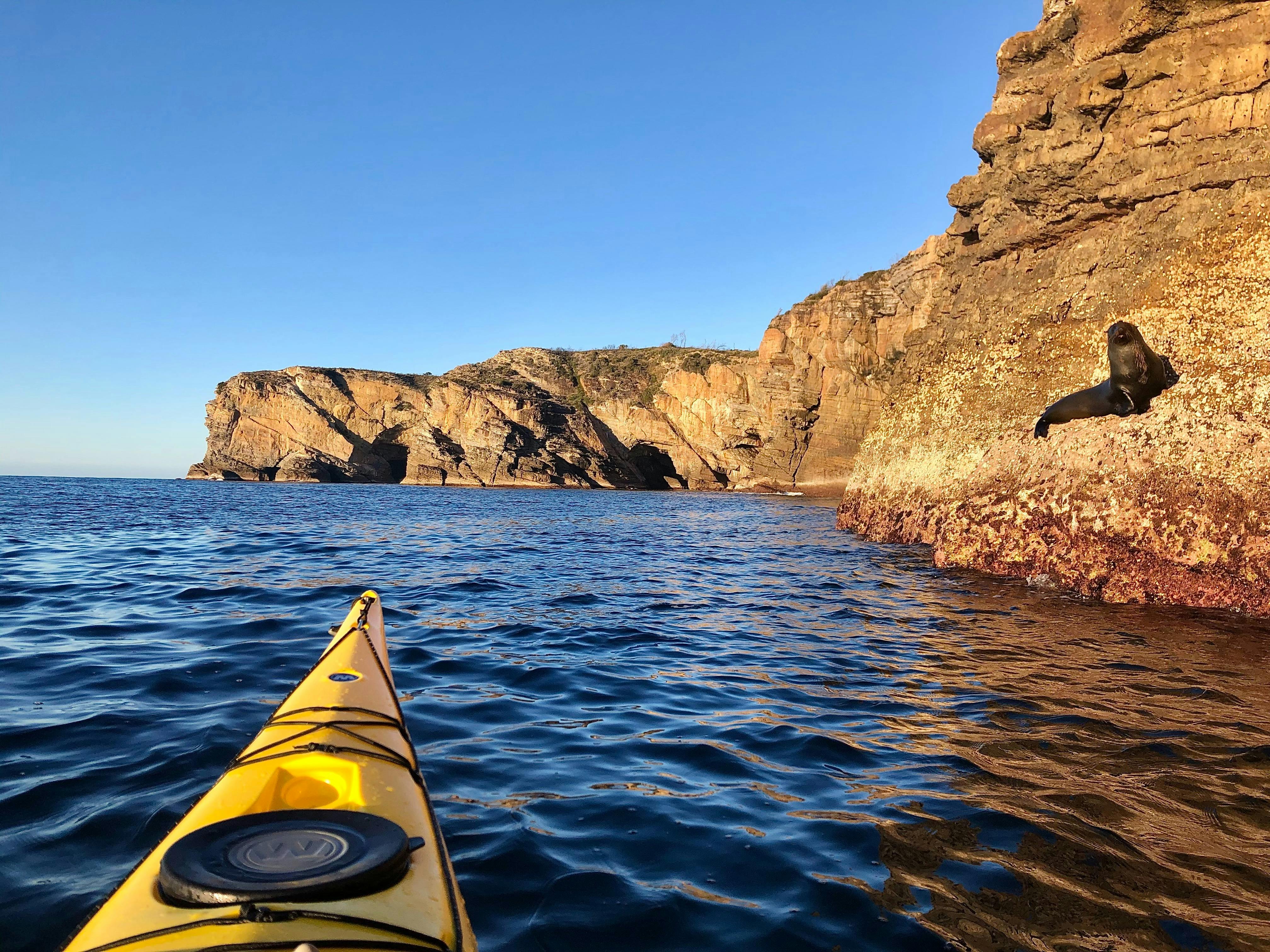 Jervis bay, kayaking, kayaking jervis bay, jervis bay wildlife