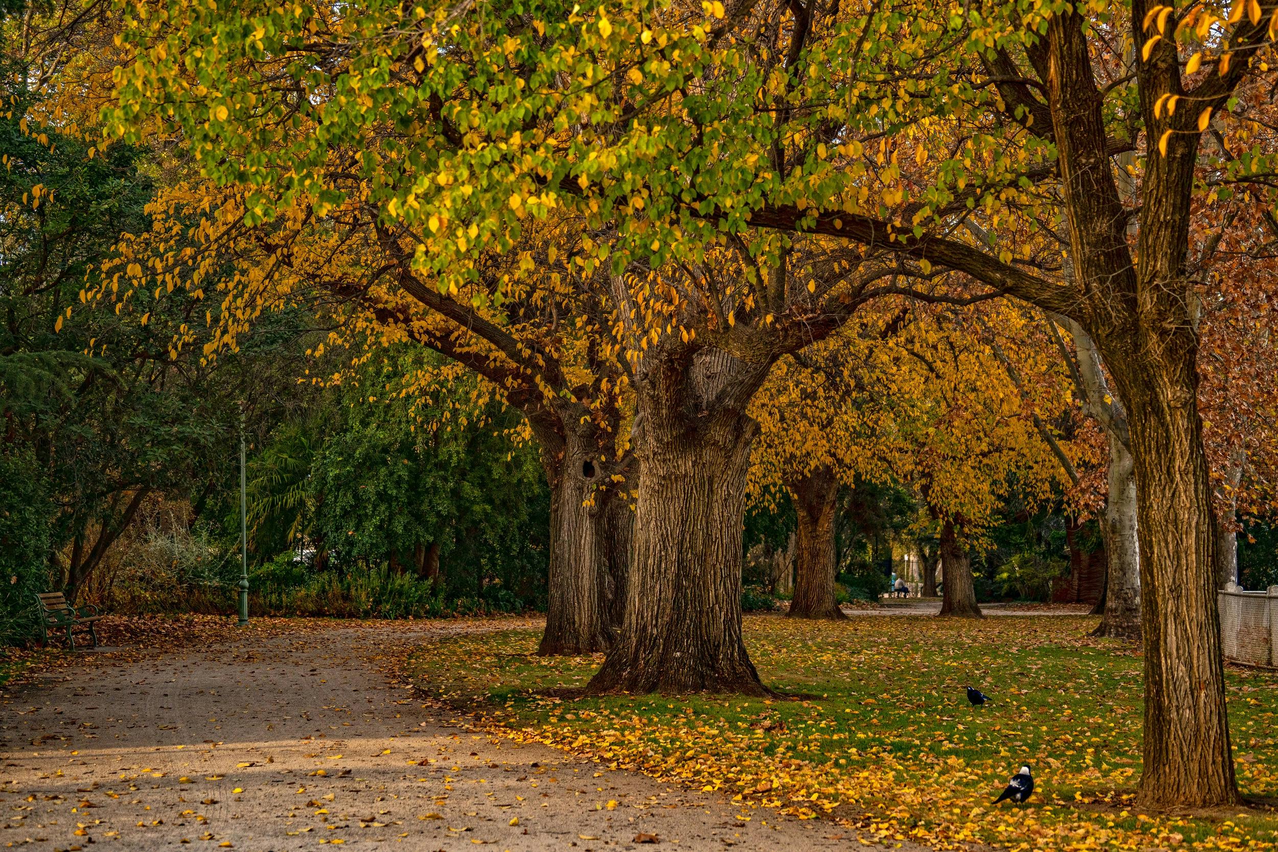 Benalla Botanical Gardens