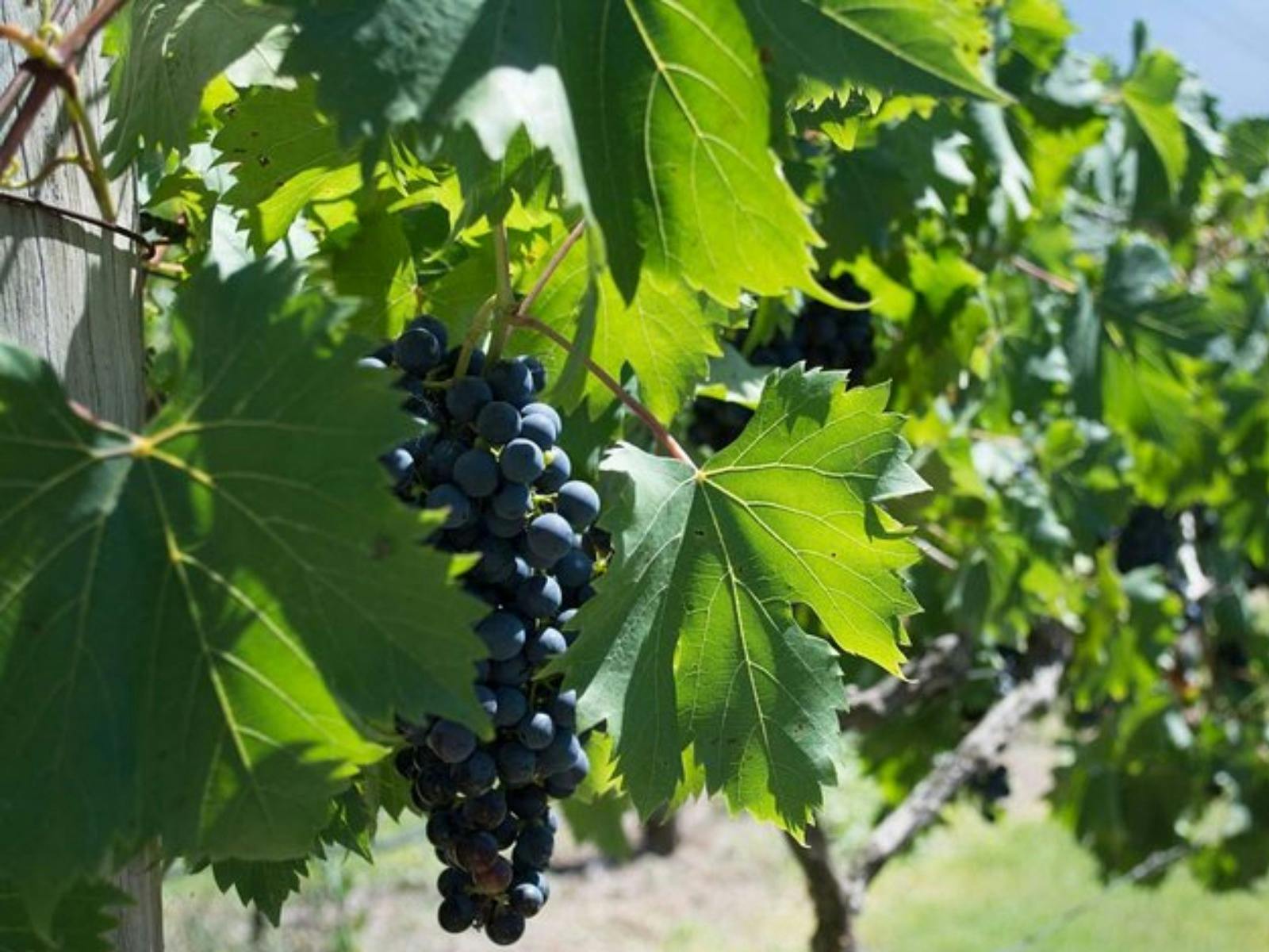 Mountain Wine Tours - Vine & Hops Tour – Journey of flavour & fun