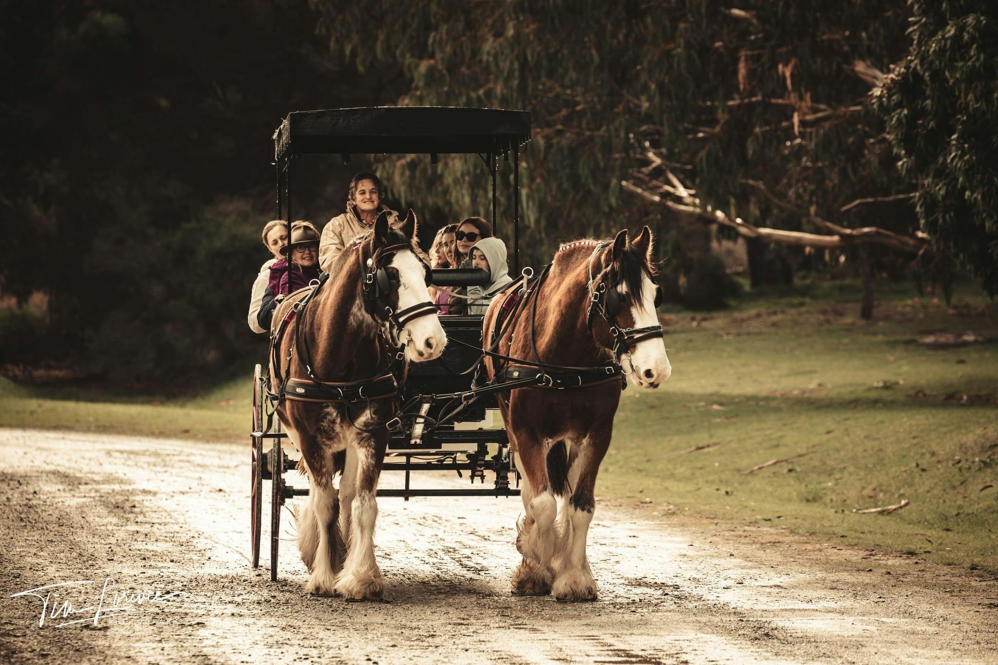 Budget Friendly Carriage Ride