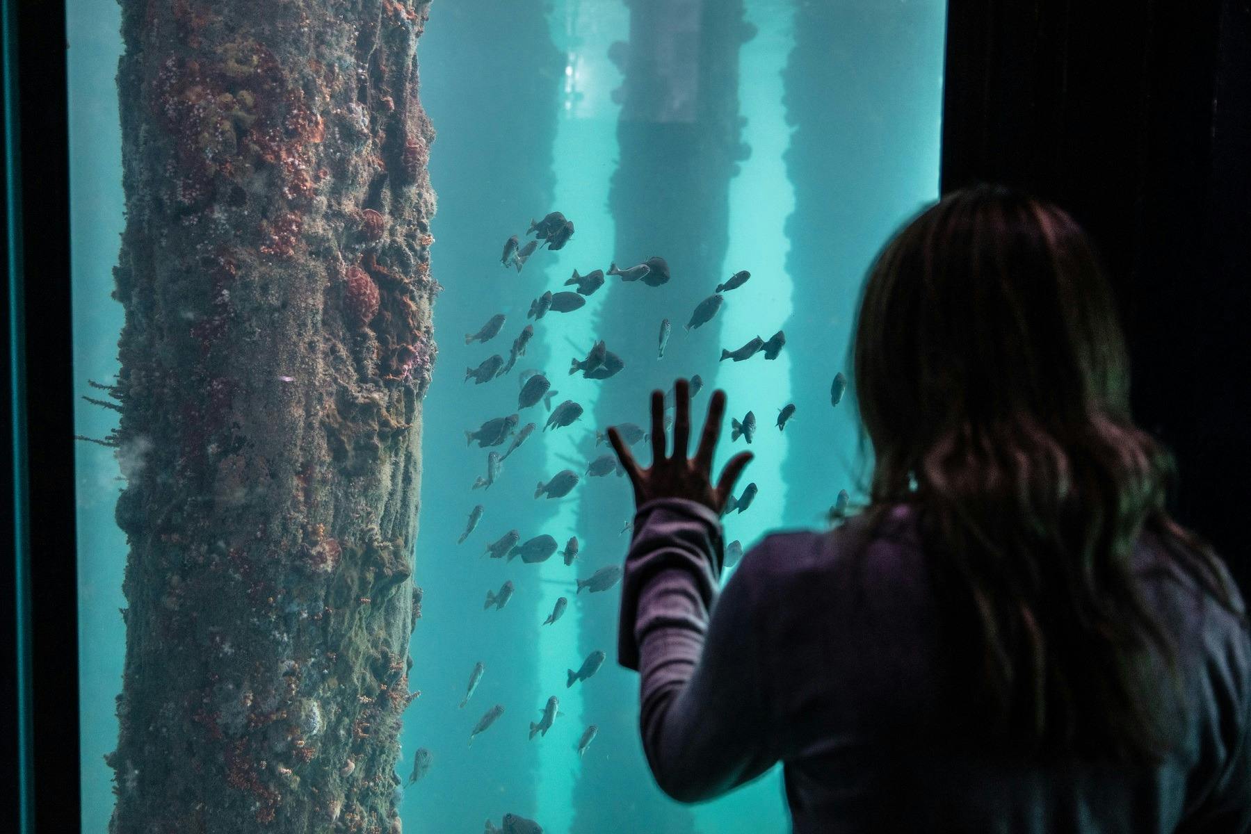Underwater Observatory - Busselton Jetty, Busselton, Western Australia