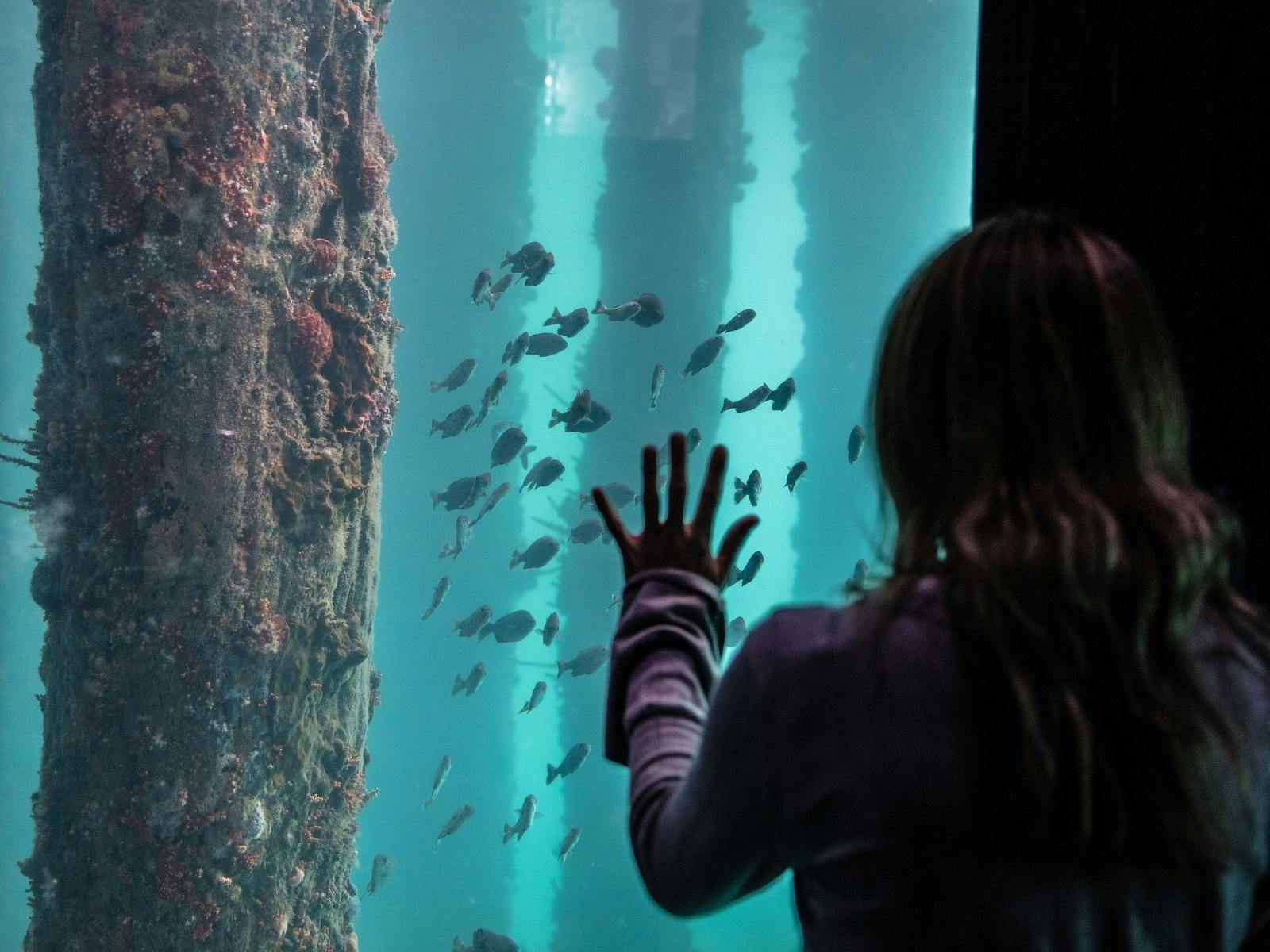 Underwater Observatory - Busselton Jetty, Busselton, Western Australia