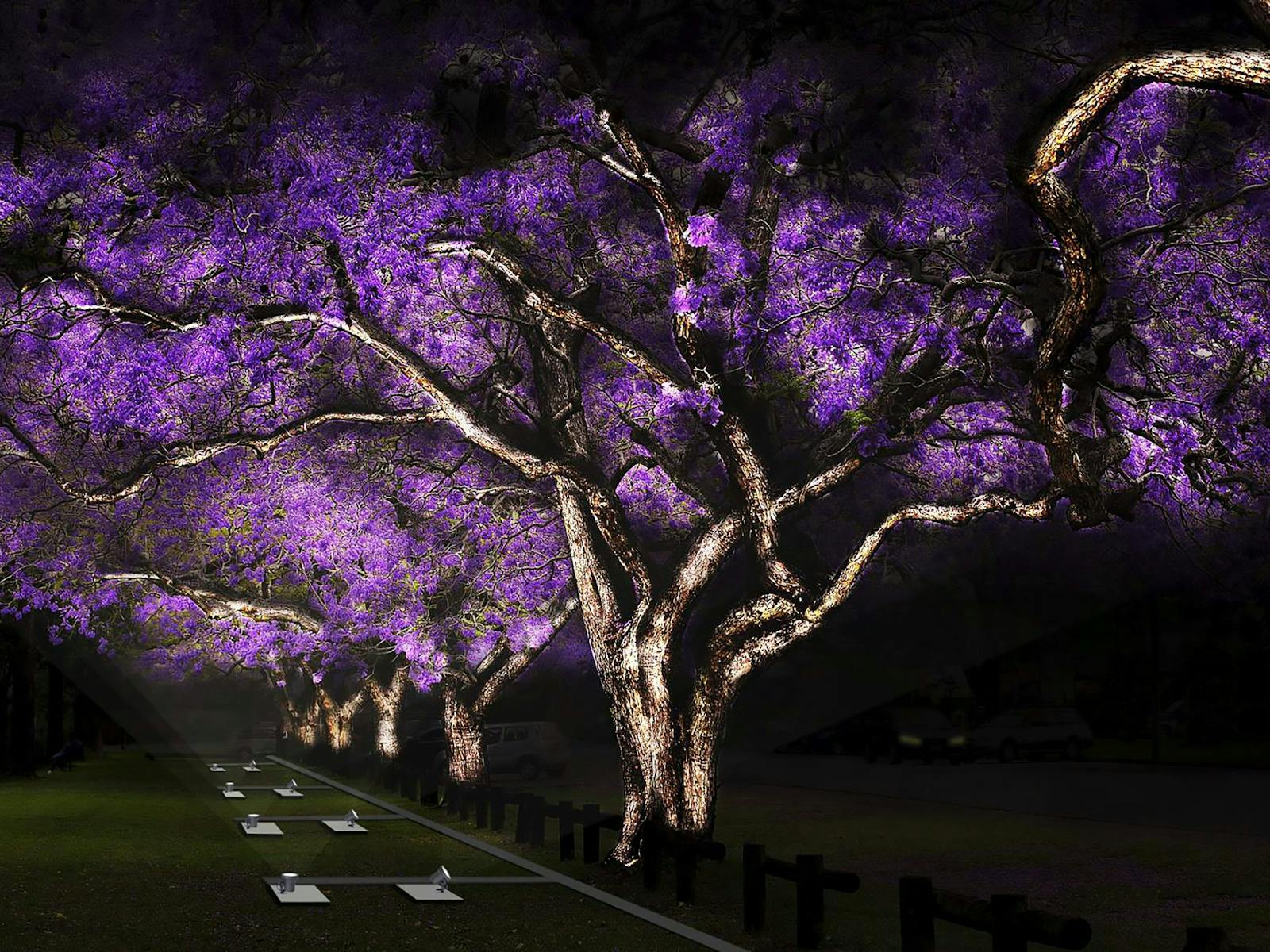 Image for 'Illuminate' Jacaranda Season - See Park