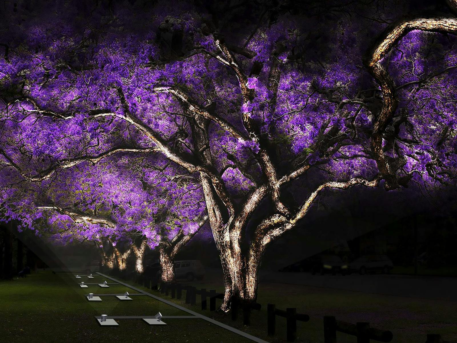 Image for Brand New Jacarandas Illuminated!