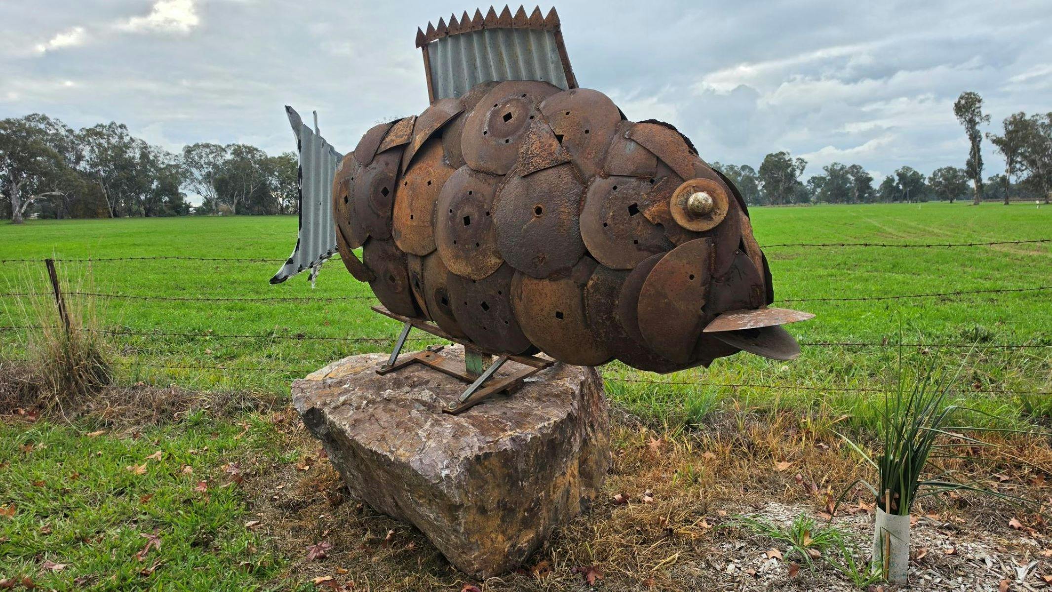 A fish sculpture made from old tin mounted on a rock in a green grassy paddock.