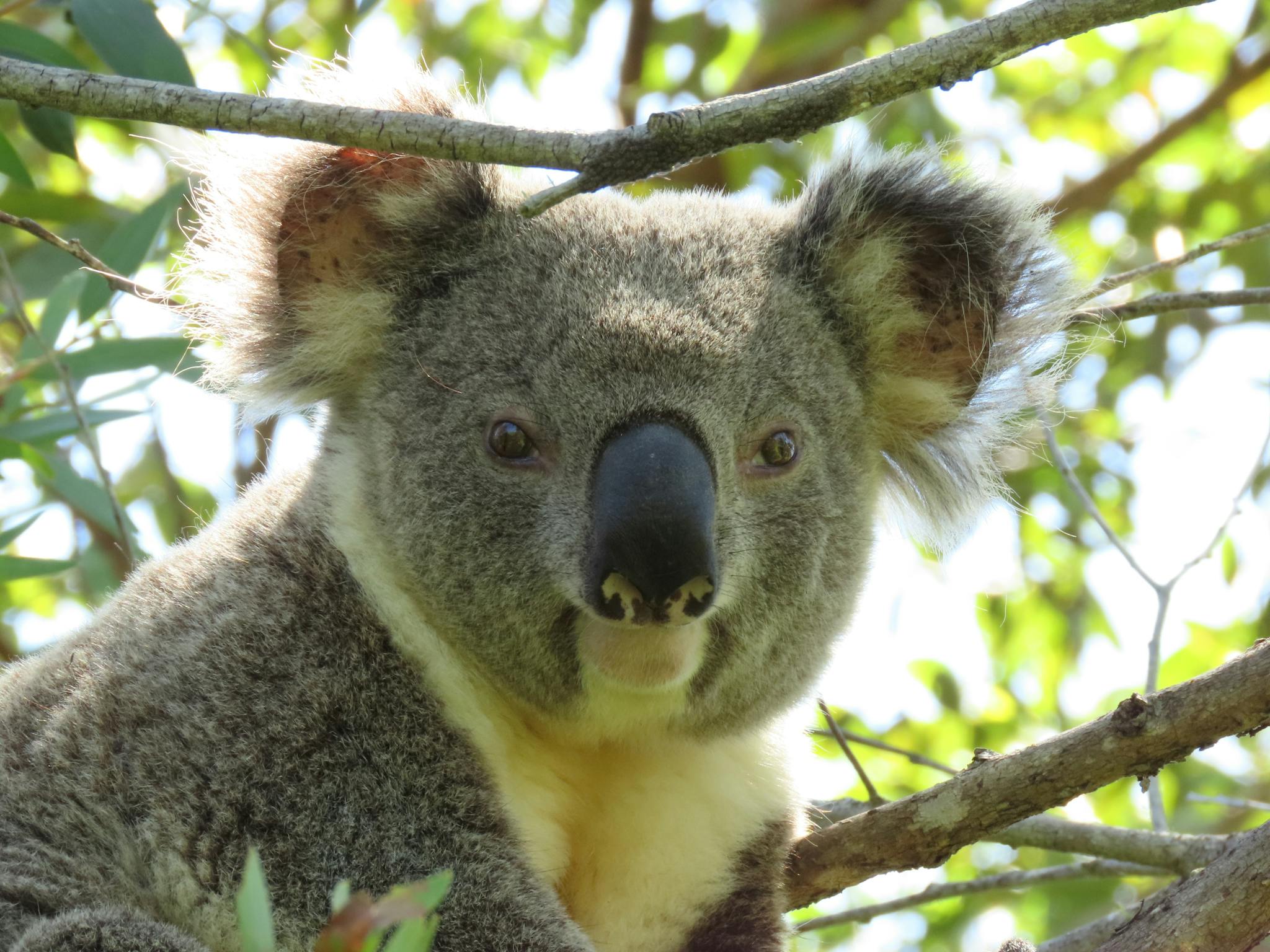 Male adult koala with masculine head and large nose.