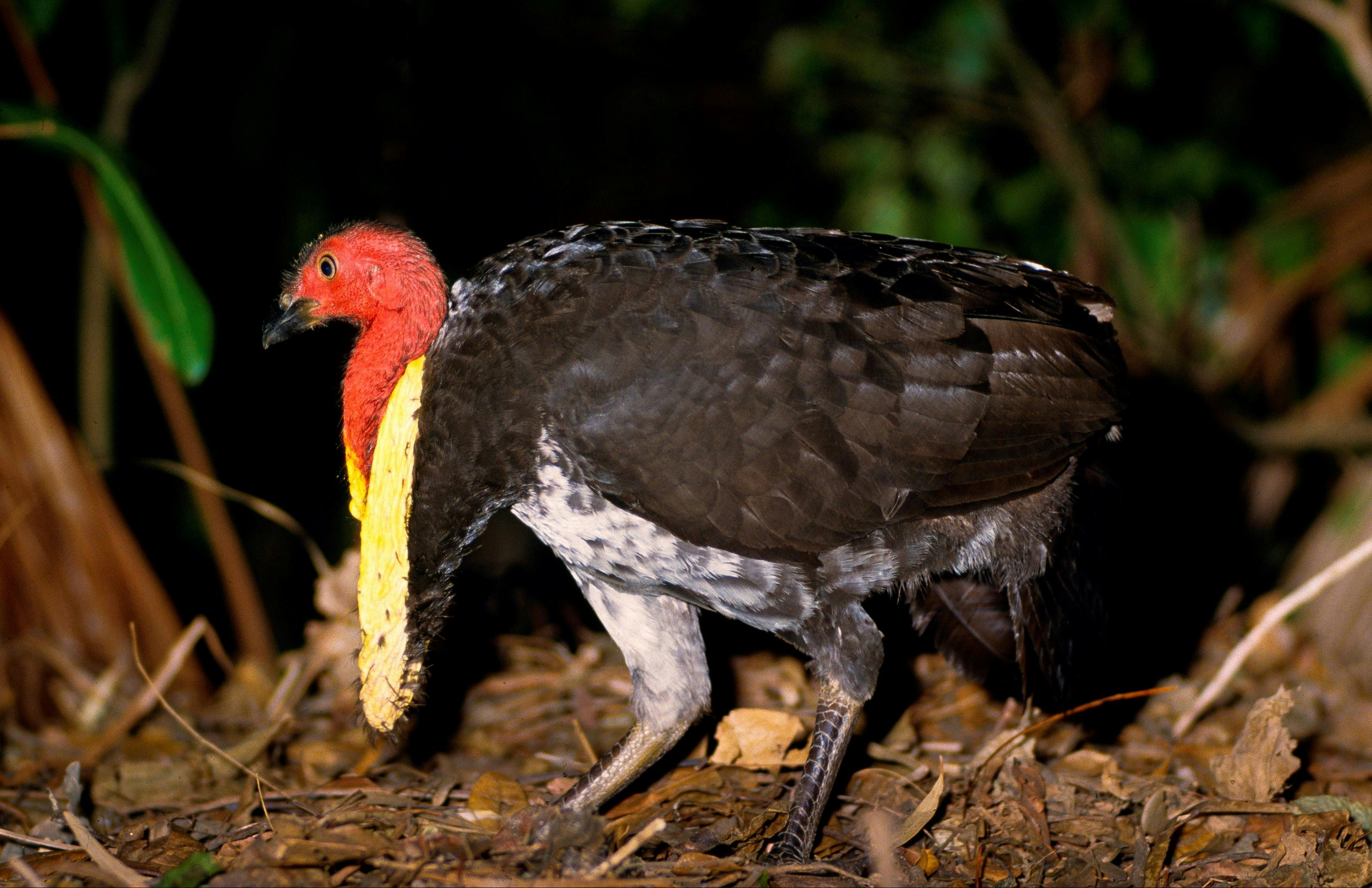 Australian bush turkey in Pine Ridge Conservation park