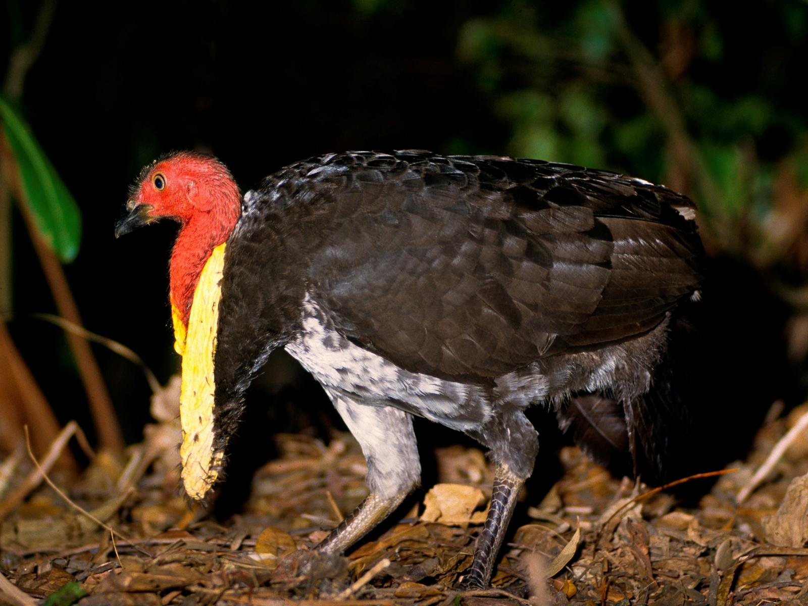 Pine Ridge Conservation Park