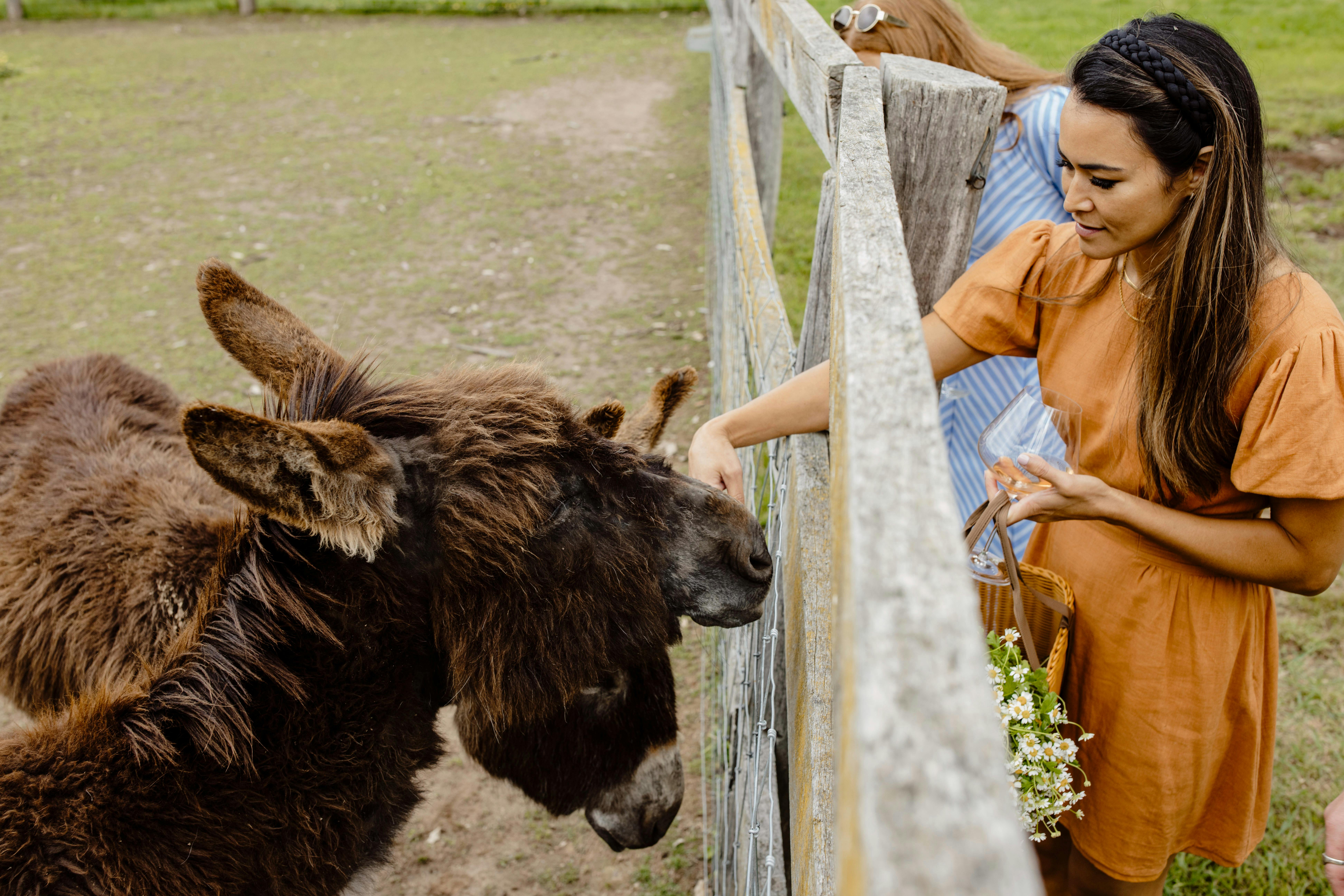 메이필드에서 와인 시음 및 농장 동물 먹이주기