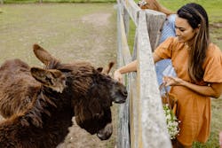 Farm animal feeding