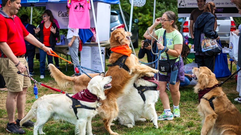 Woofstock a festival for dogs