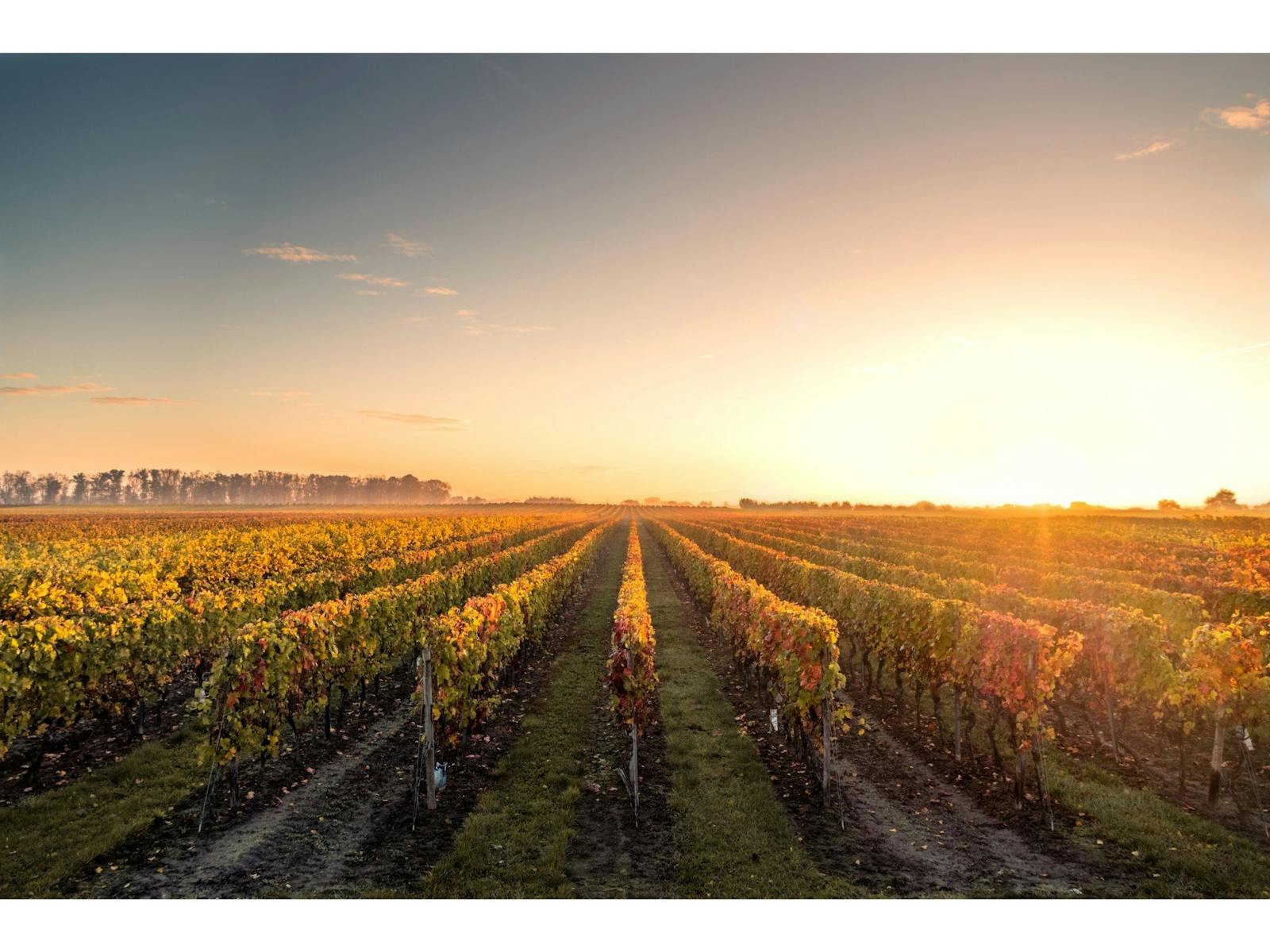 Vineyard on a Sunset Tour