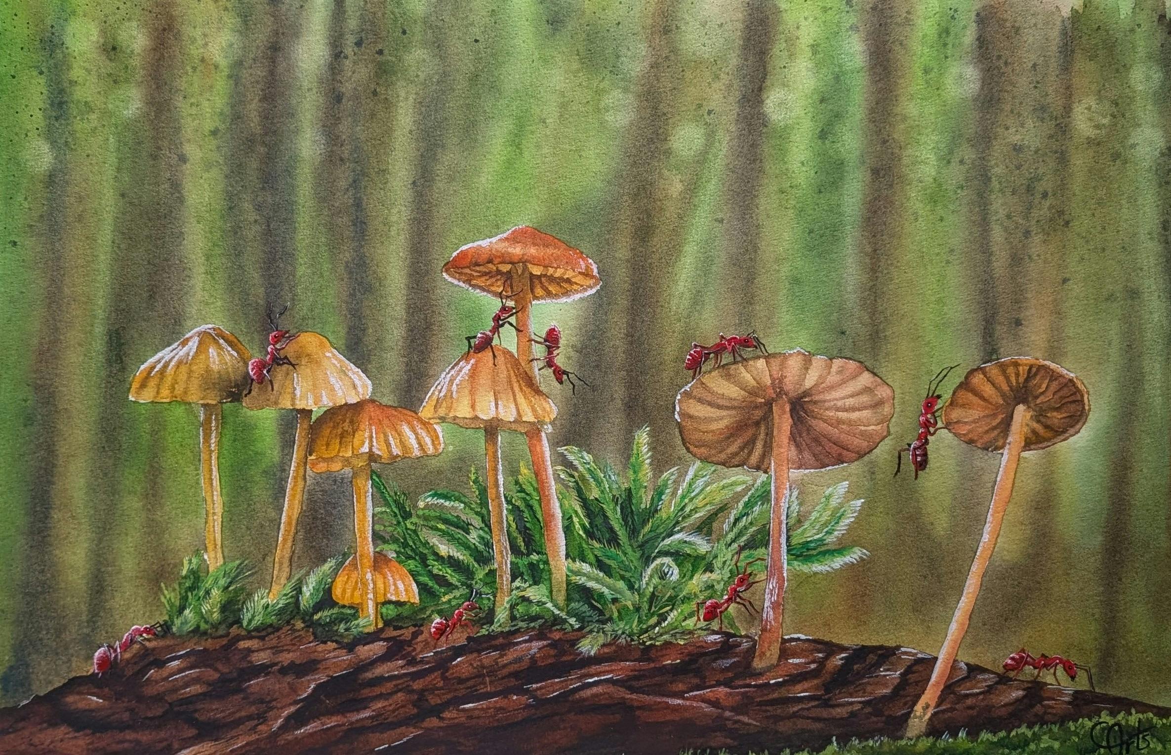colourful fungi on the forest floor  beneath a canopy of tall trees