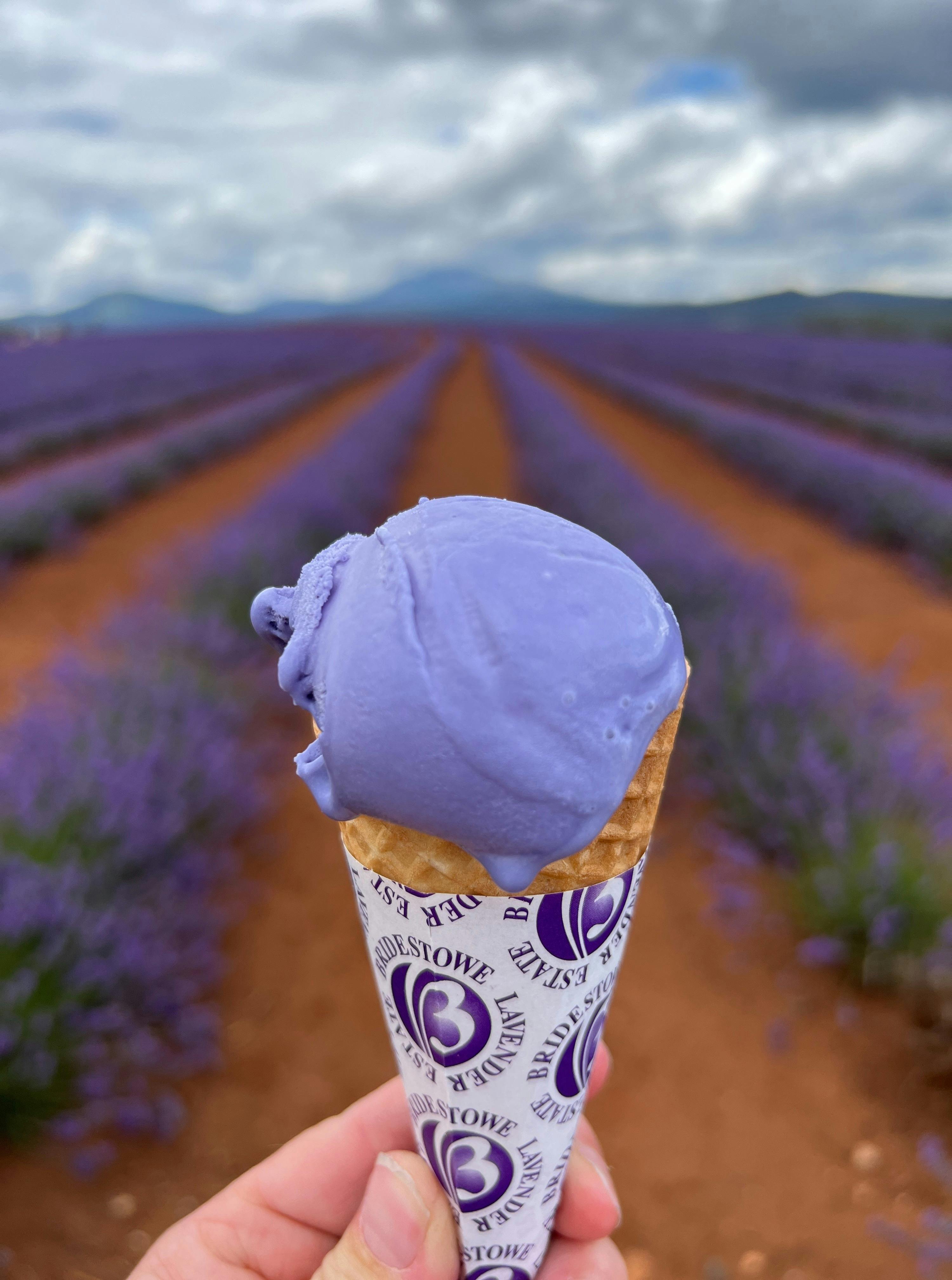 Lavendar Icecream at Bridestowe Lavendar Farm
