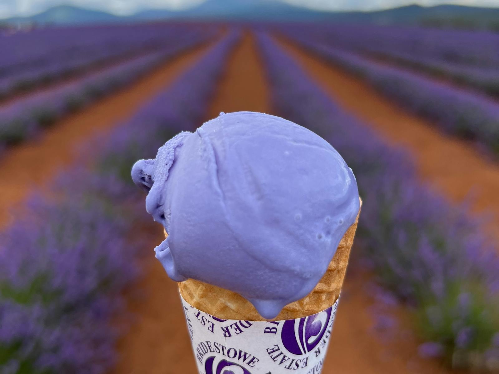 Lavendar Icecream at Bridestowe Lavendar Farm
