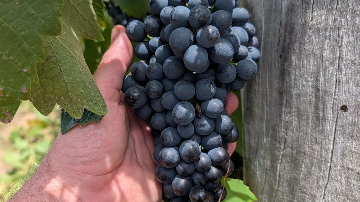 red grapes