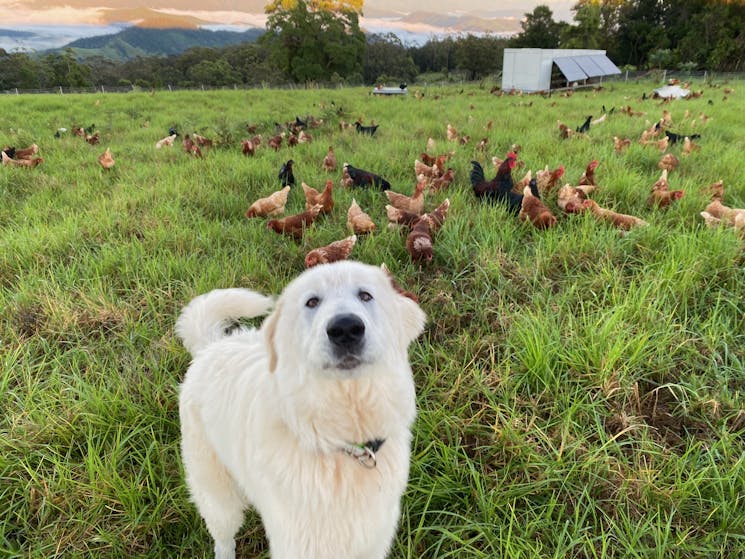 Chickens are free to forage the lush pastures under the protection of their maremma guardian dogs