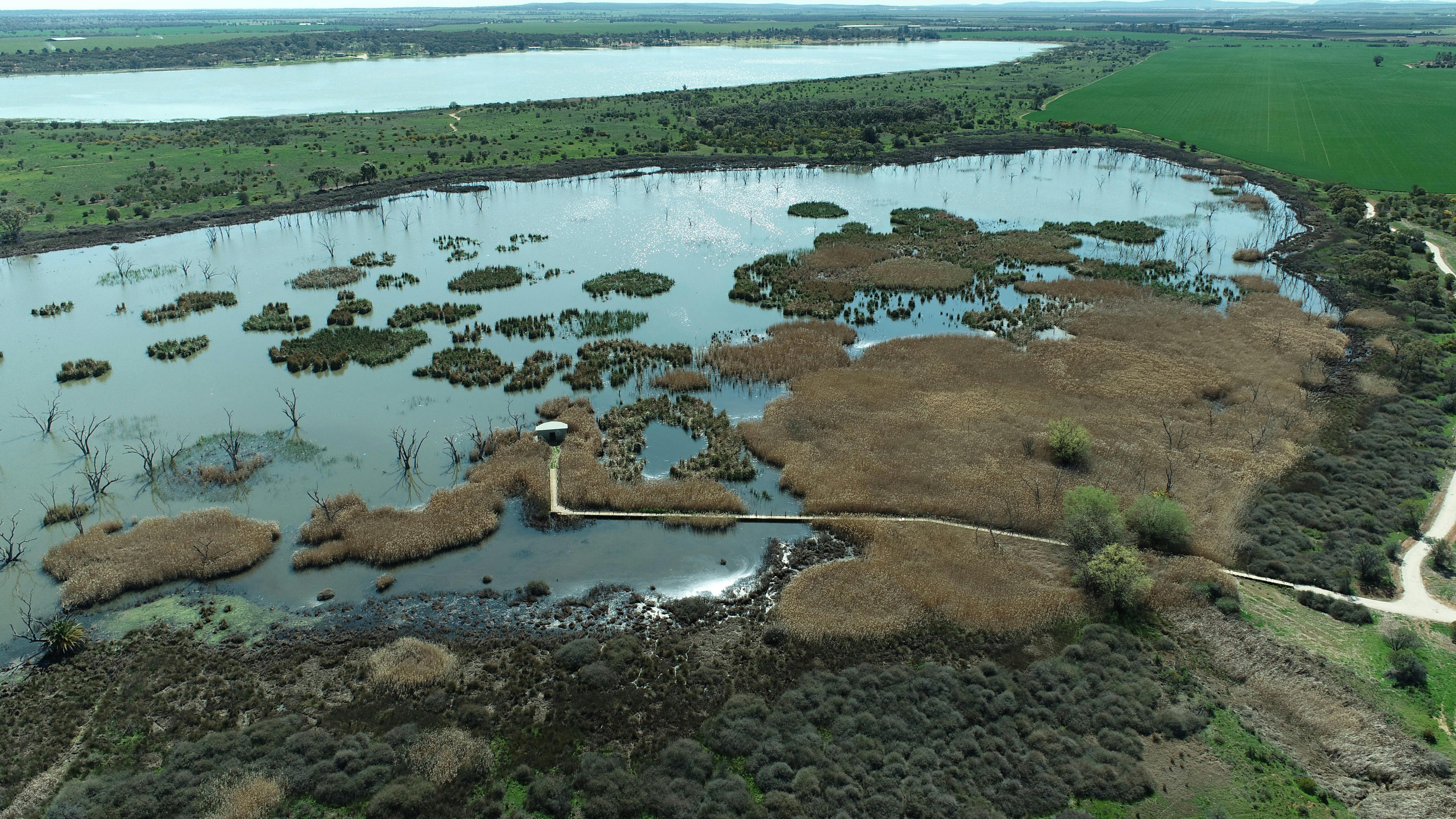 Campbell's Wetlands - Aerial View Boardwalk