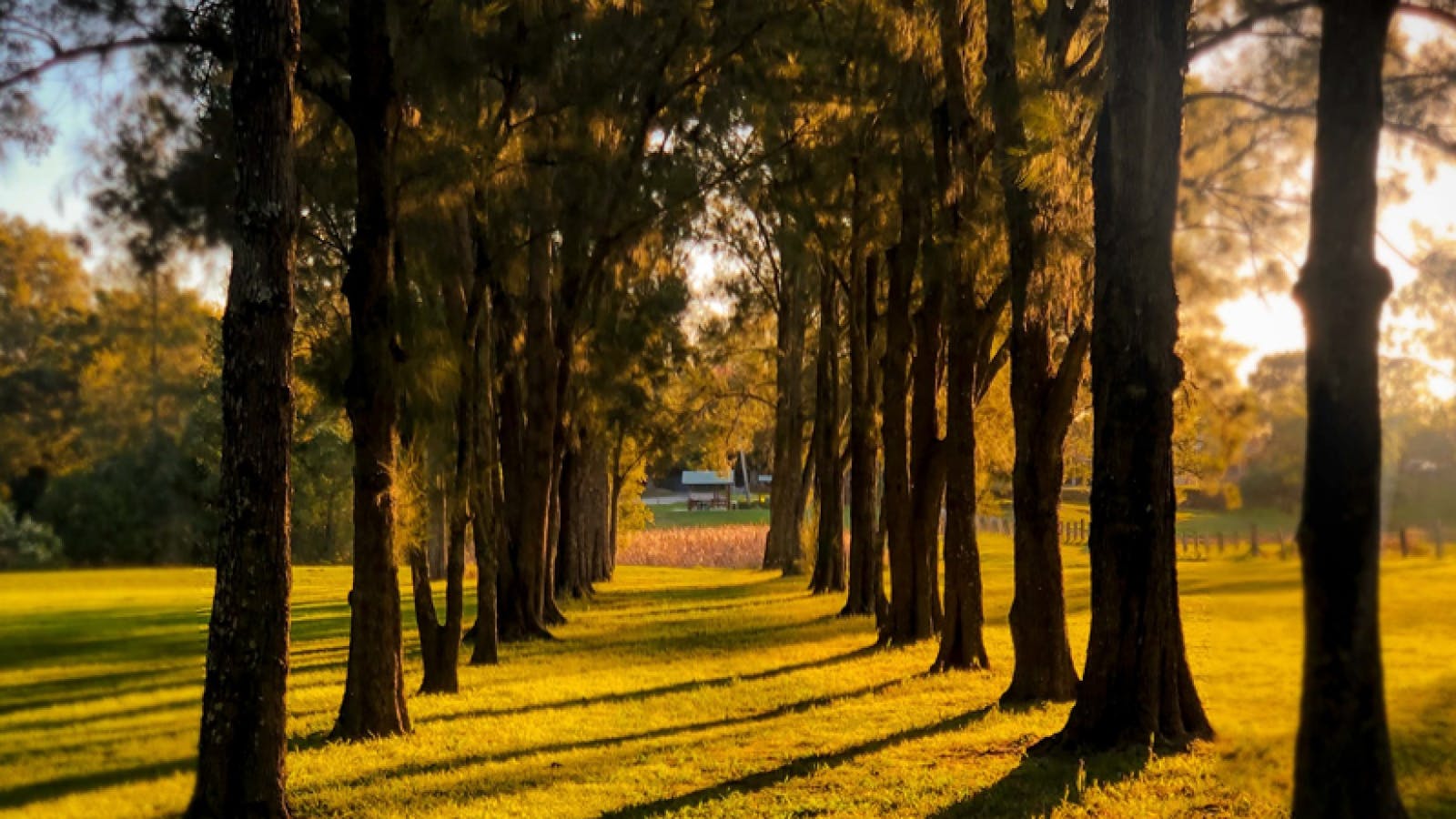 Morpeth Avenue of Trees