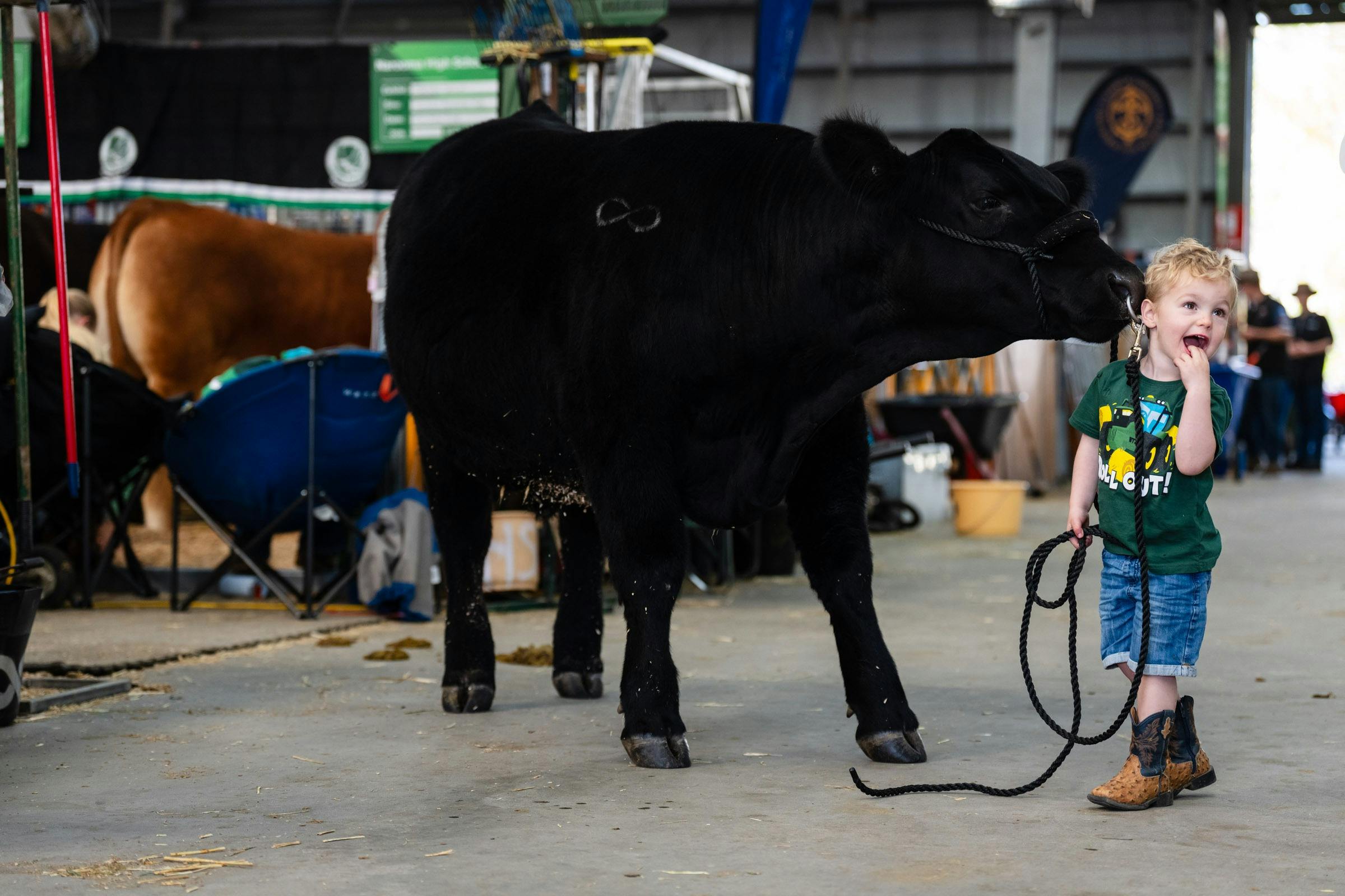 young boy in cowboy boots, smiling as a cow licks his cheek
