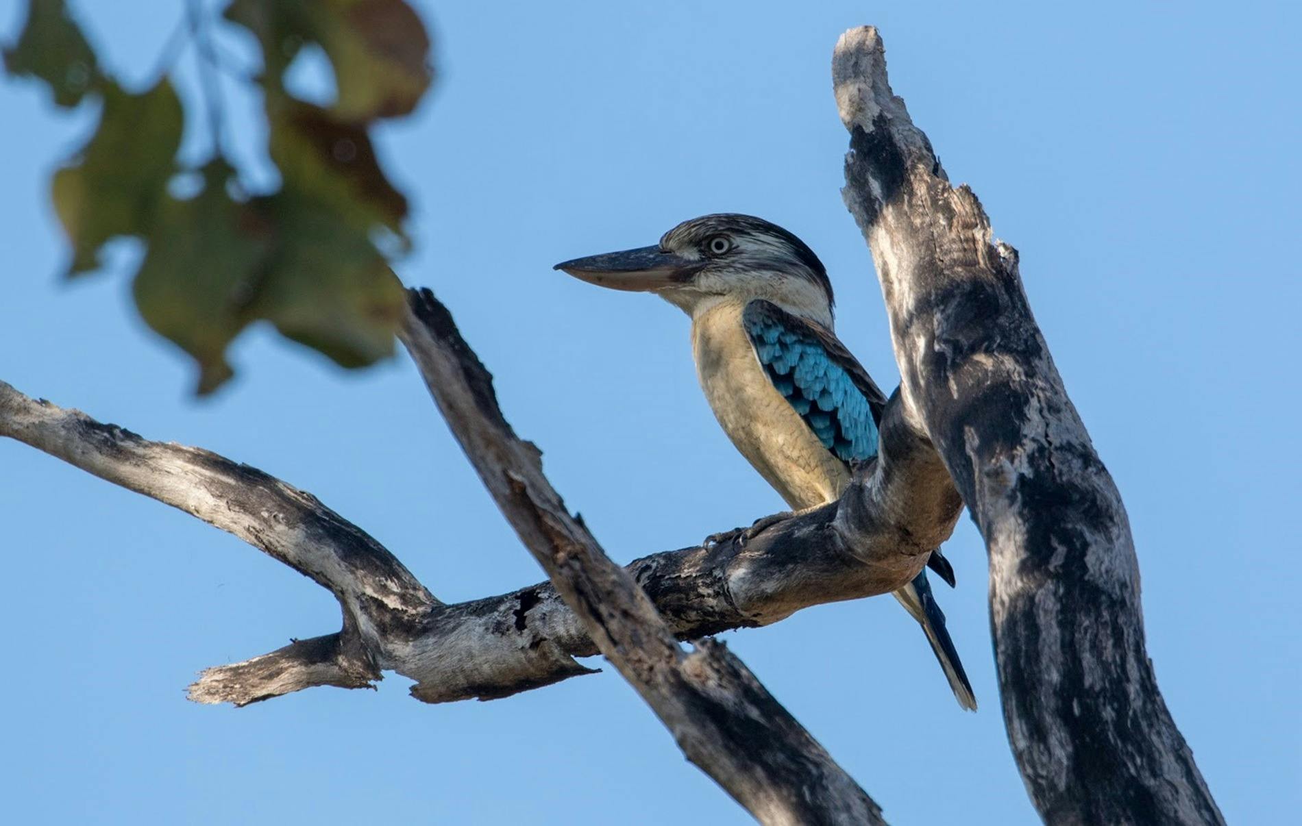 blue winged Kookaburra