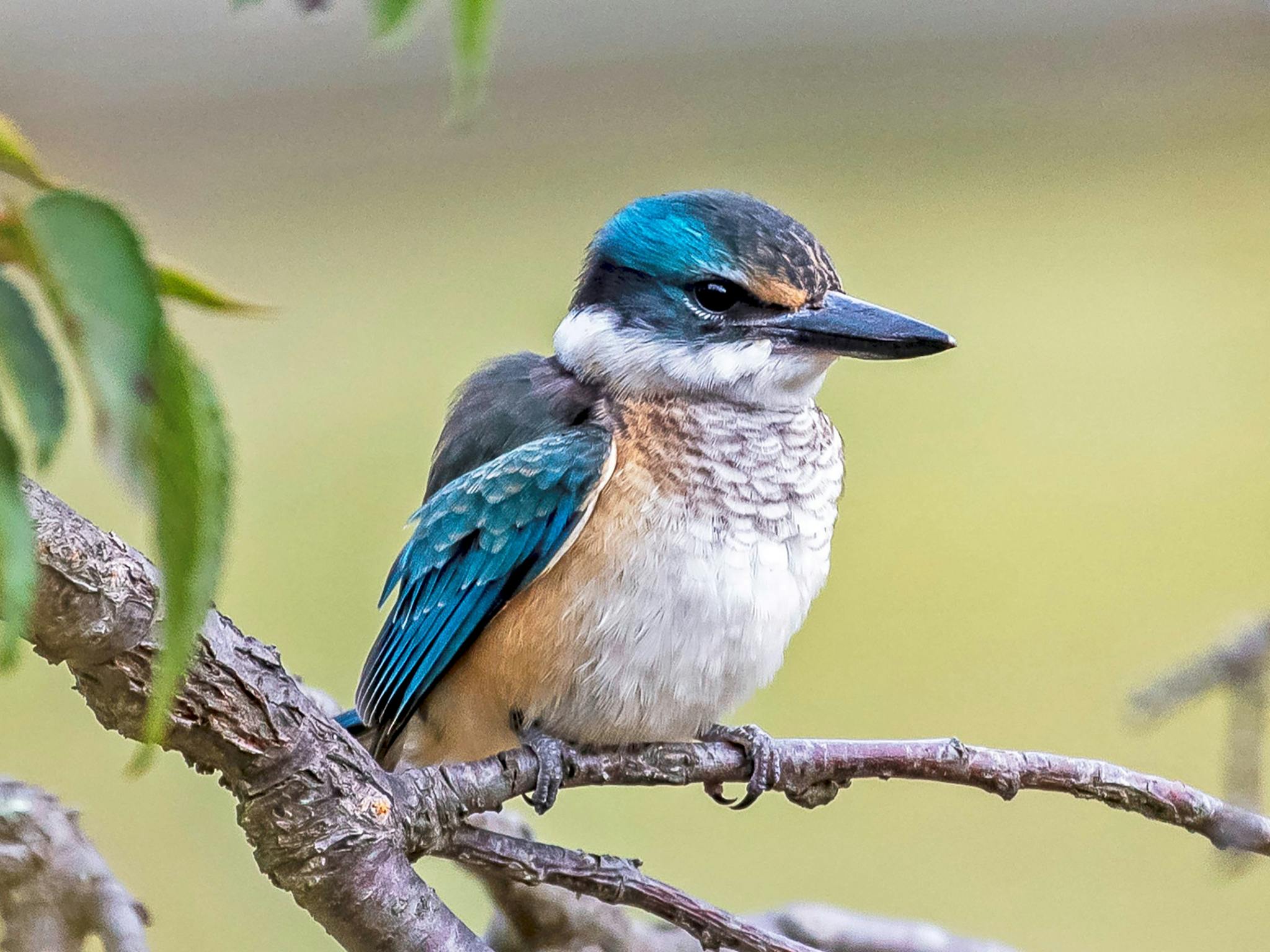 A Sacred Kingfisher in a tree at Araluen Park.