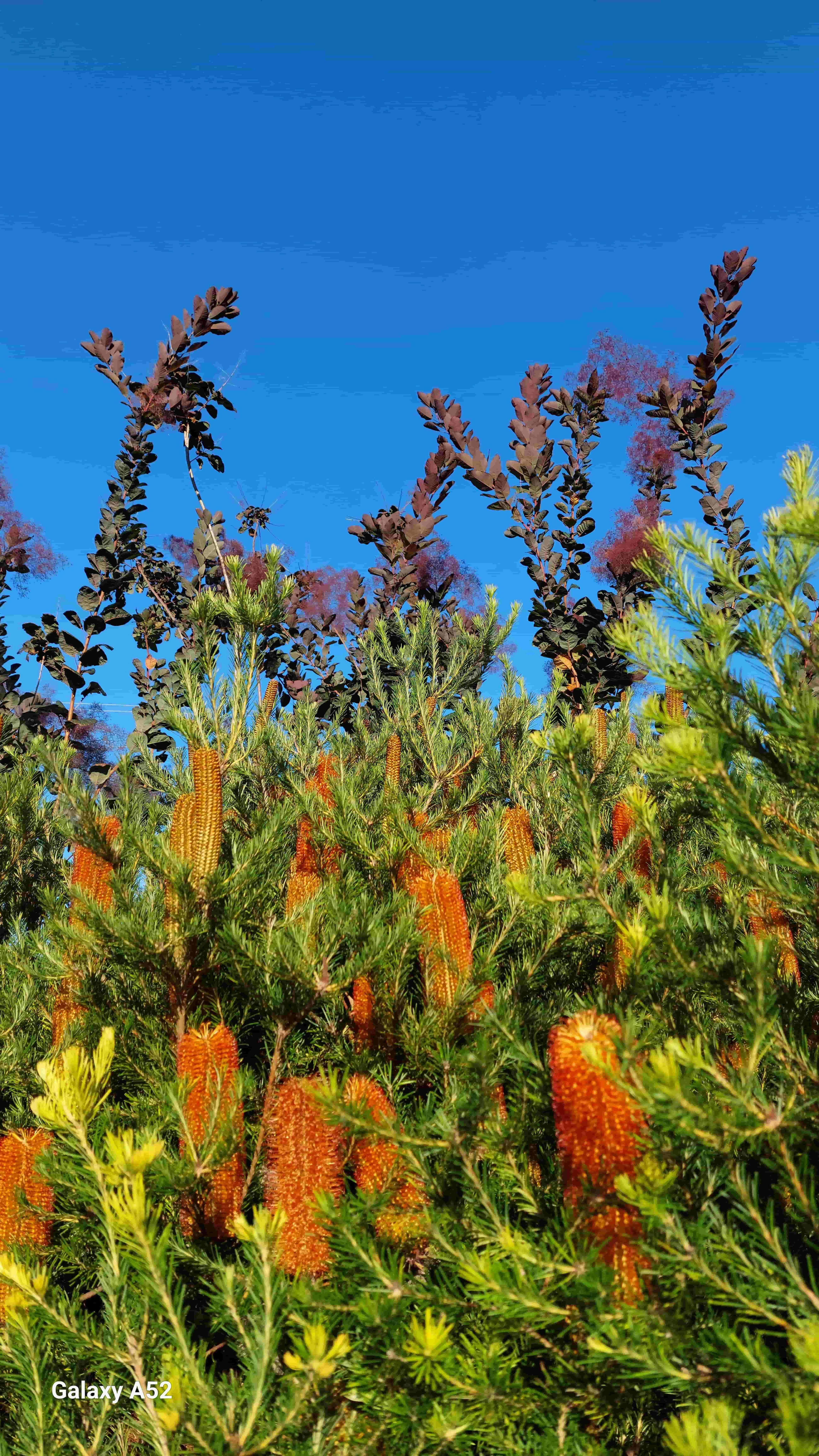 季節の花を切り取って、滞在を飾りましょう :)